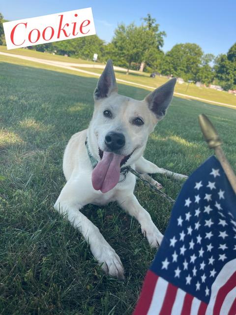 Cricket, a Adoptable Carolina Dog in Springfield, IL image 5/5