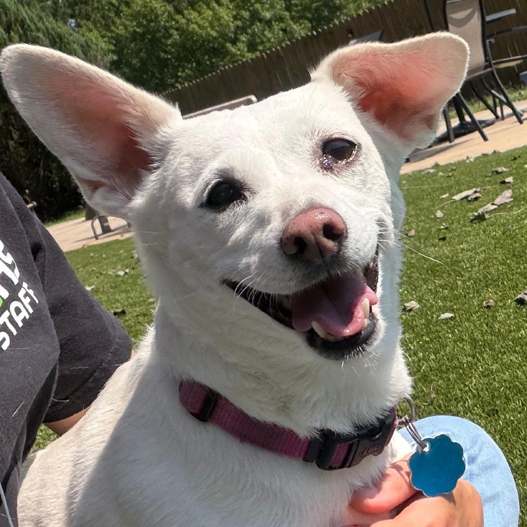 Chloe, Adoptable, Adult Female Chihuahua & Mixed Breed.