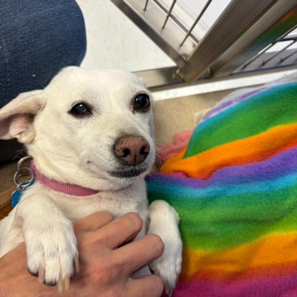 Enlarge Chloe, a Adoptable mixed breed in Greensboro, GA image 3/6