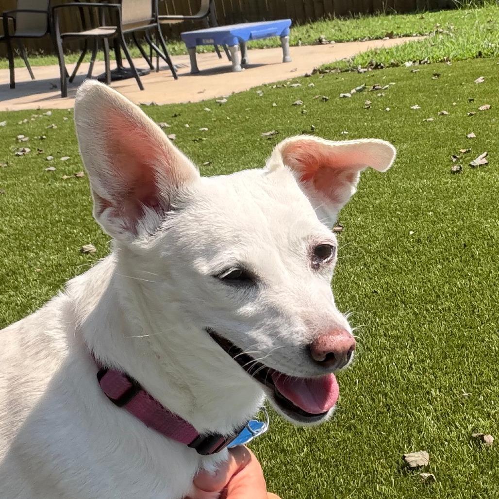 Enlarge Chloe, a Adoptable mixed breed in Greensboro, GA image 4/6