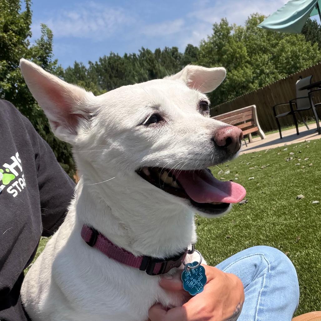 Enlarge Chloe, a Adoptable mixed breed in Greensboro, GA image 5/6
