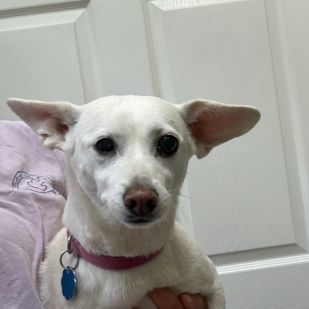 Enlarge Chloe, a Adoptable mixed breed in Greensboro, GA image 6/6