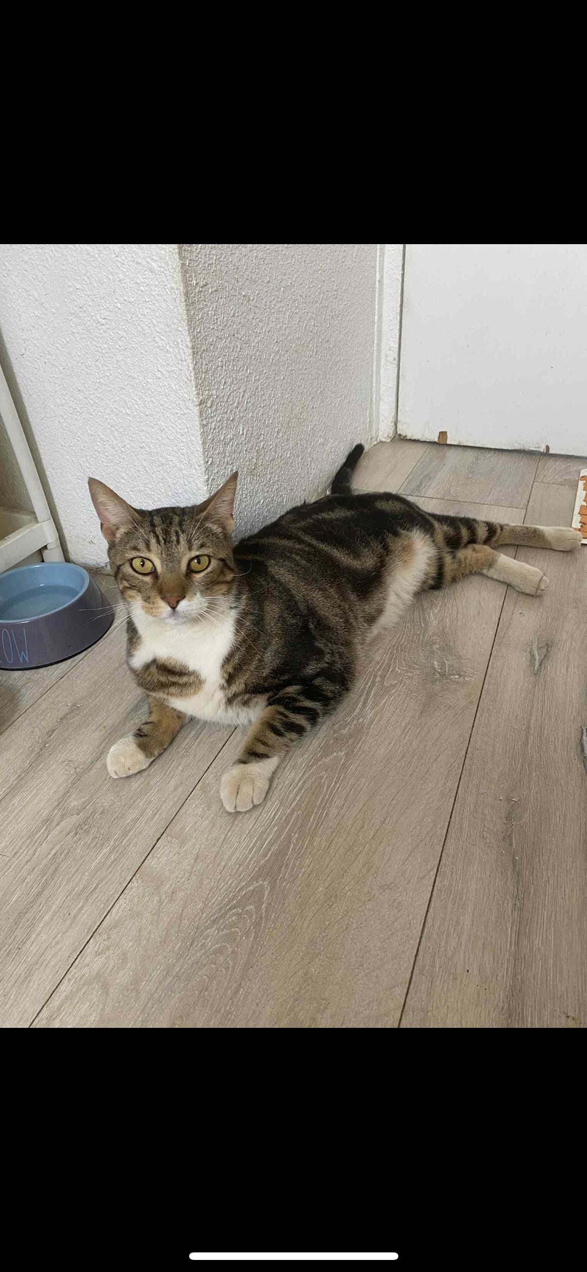 Enlarge Mini, a Adoptable Domestic Short Hair in Palmdale, CA image 1/1