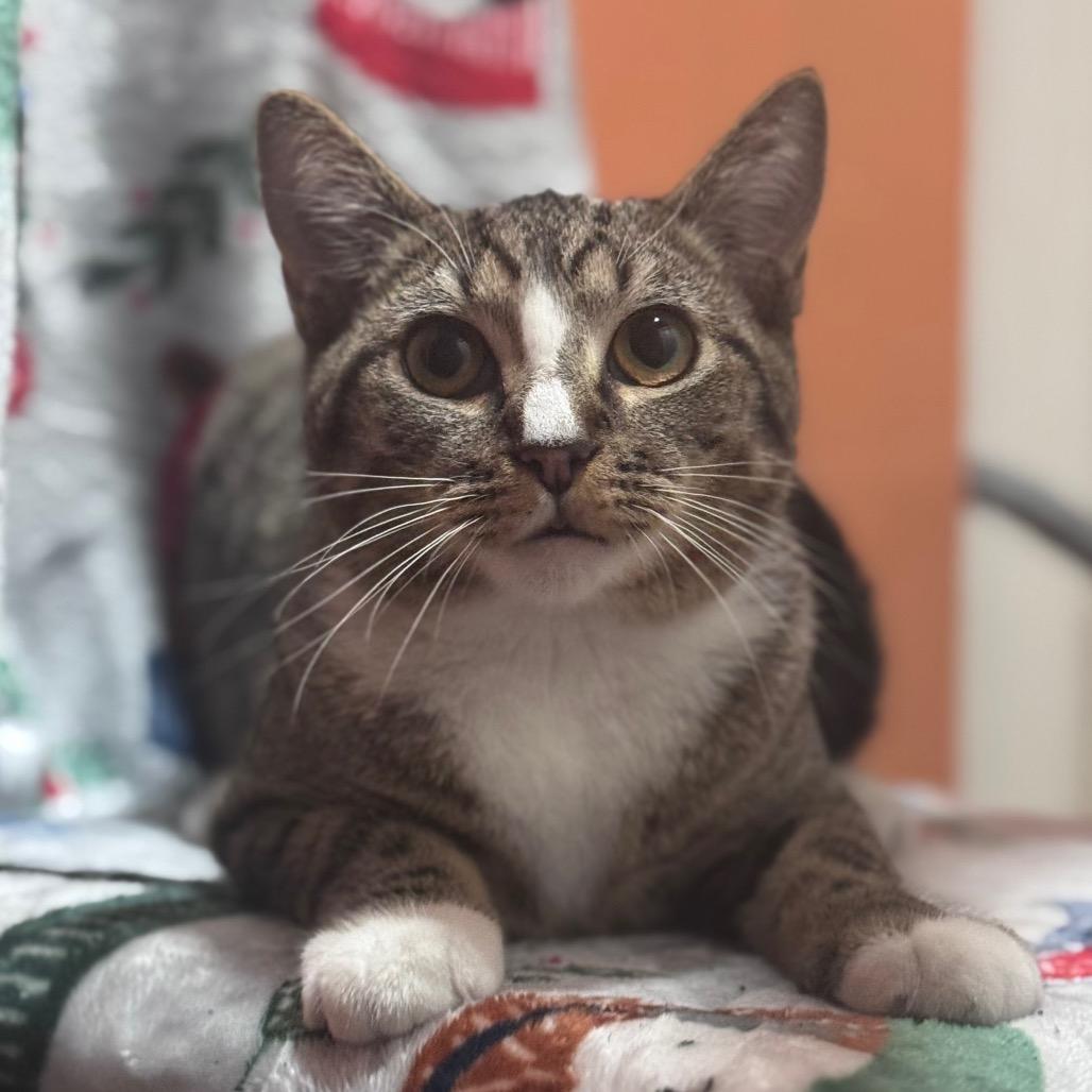 Eli, Adoptable, Young Male Domestic Short Hair.