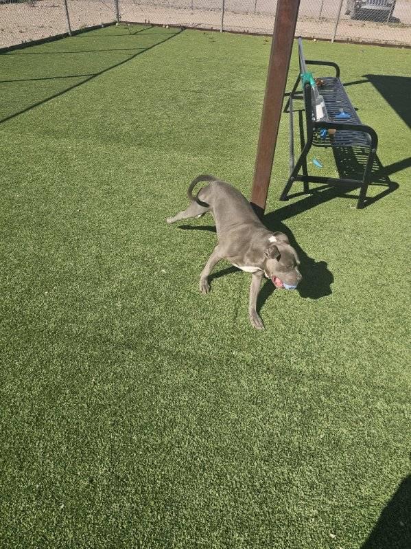 Daisy, adopted, Adult Female Pit Bull Terrier.