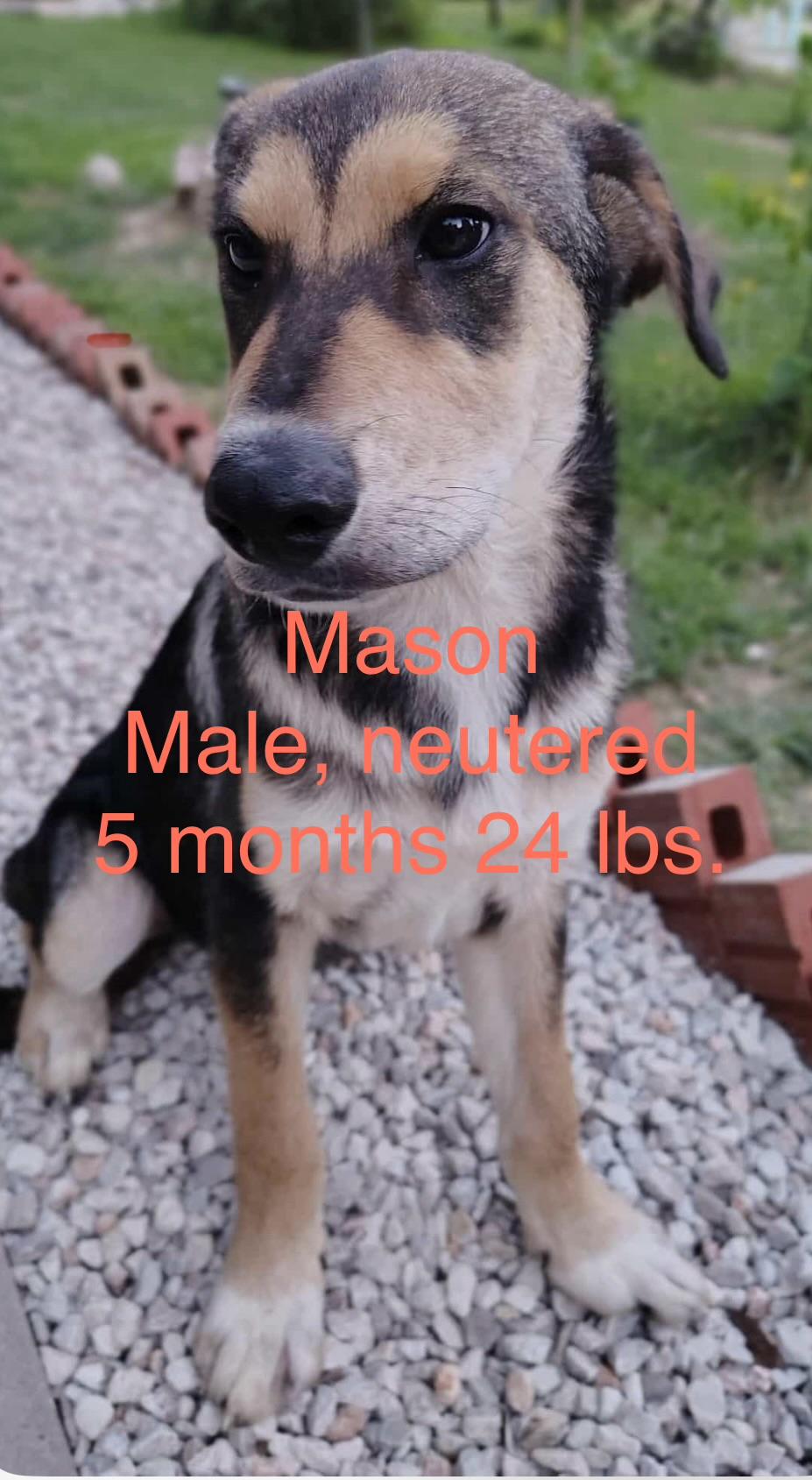 Mason, ADOPTABLE, Puppy Male German Shepherd Dog & Hound.