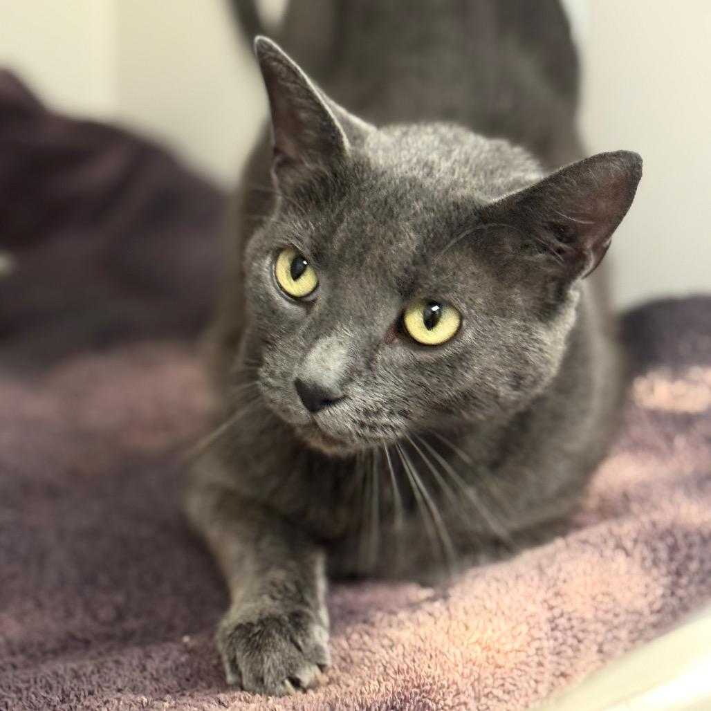 Freyja, Adoptable, Adult Female Domestic Short Hair.