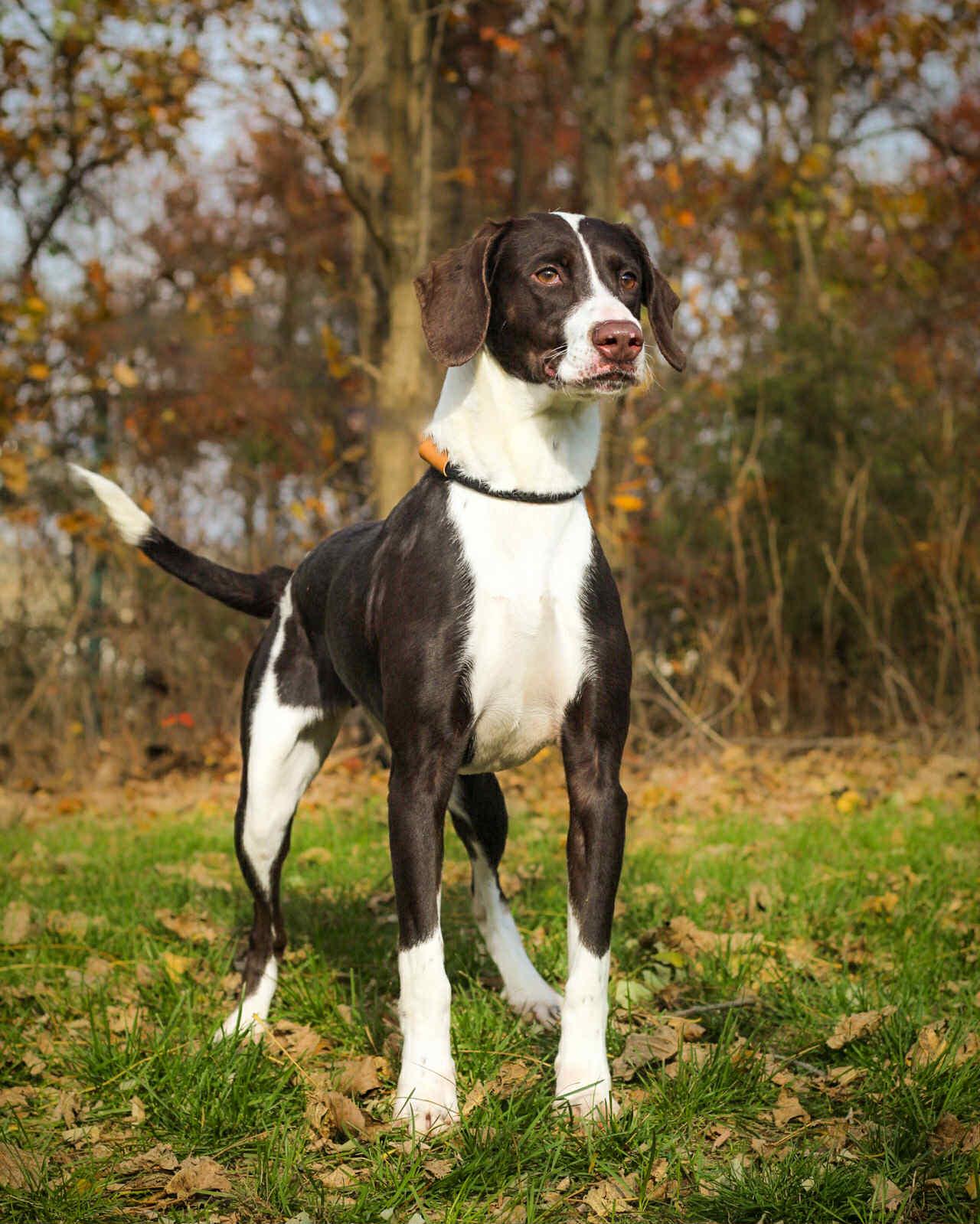 Enlarge Creme Brulee, a Adoptable mixed breed in Bridgeport, CT image 1/1