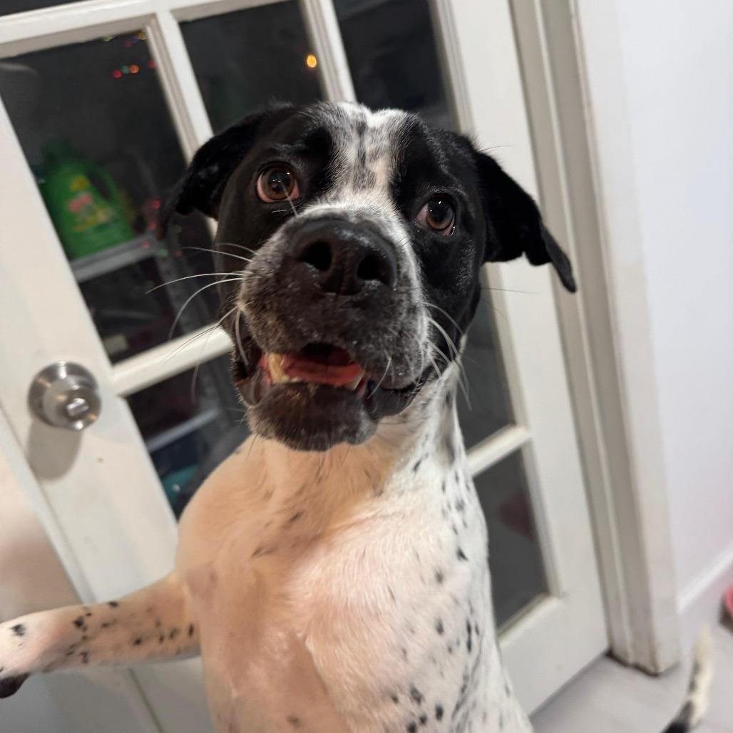 Bessy, Adoptable, Adult Female Mixed Breed & Mixed Breed.