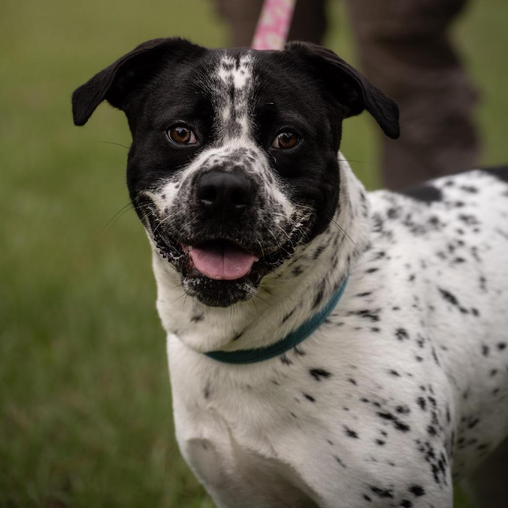 Enlarge Bessy, a Adoptable mixed breed in Merritt Island, FL image 1/6