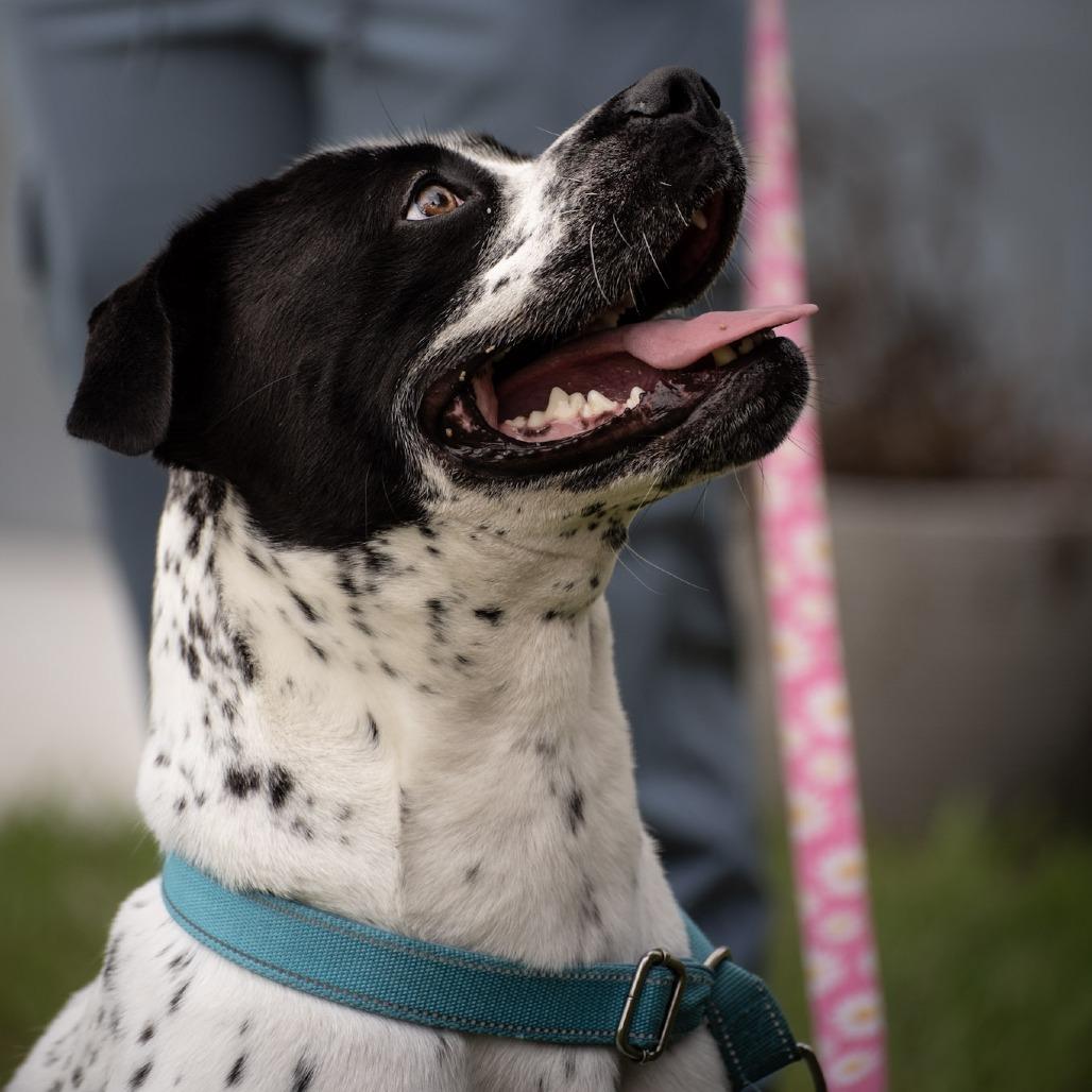 Enlarge Bessy, a Adoptable mixed breed in Merritt Island, FL image 2/6
