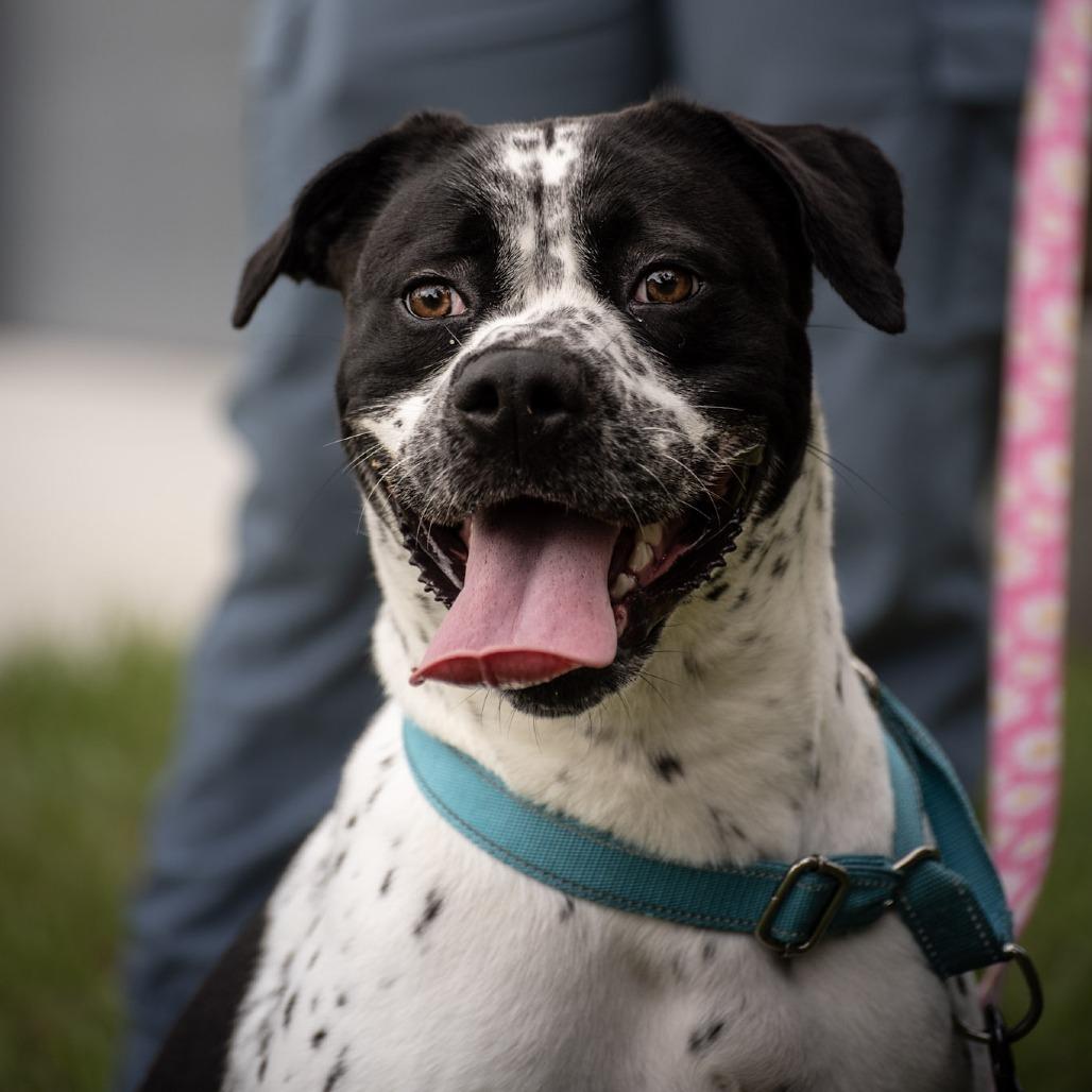 Enlarge Bessy, a Adoptable mixed breed in Merritt Island, FL image 3/6