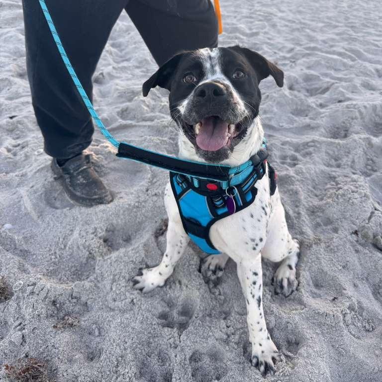 Enlarge Bessy, a Adoptable mixed breed in Merritt Island, FL image 2/6
