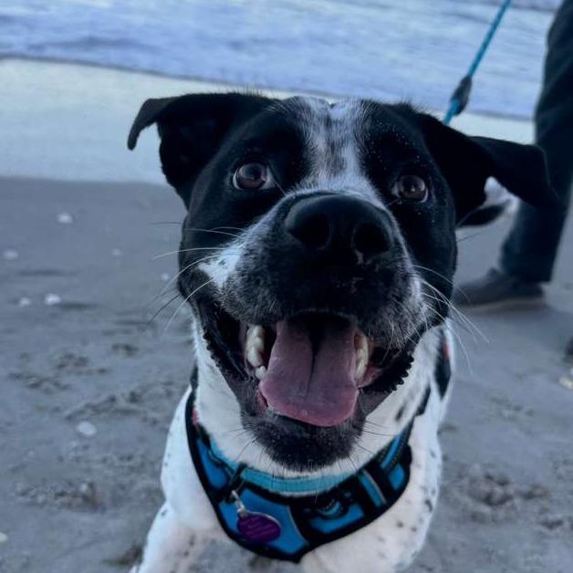 Enlarge Bessy, a Adoptable mixed breed in Merritt Island, FL image 3/6