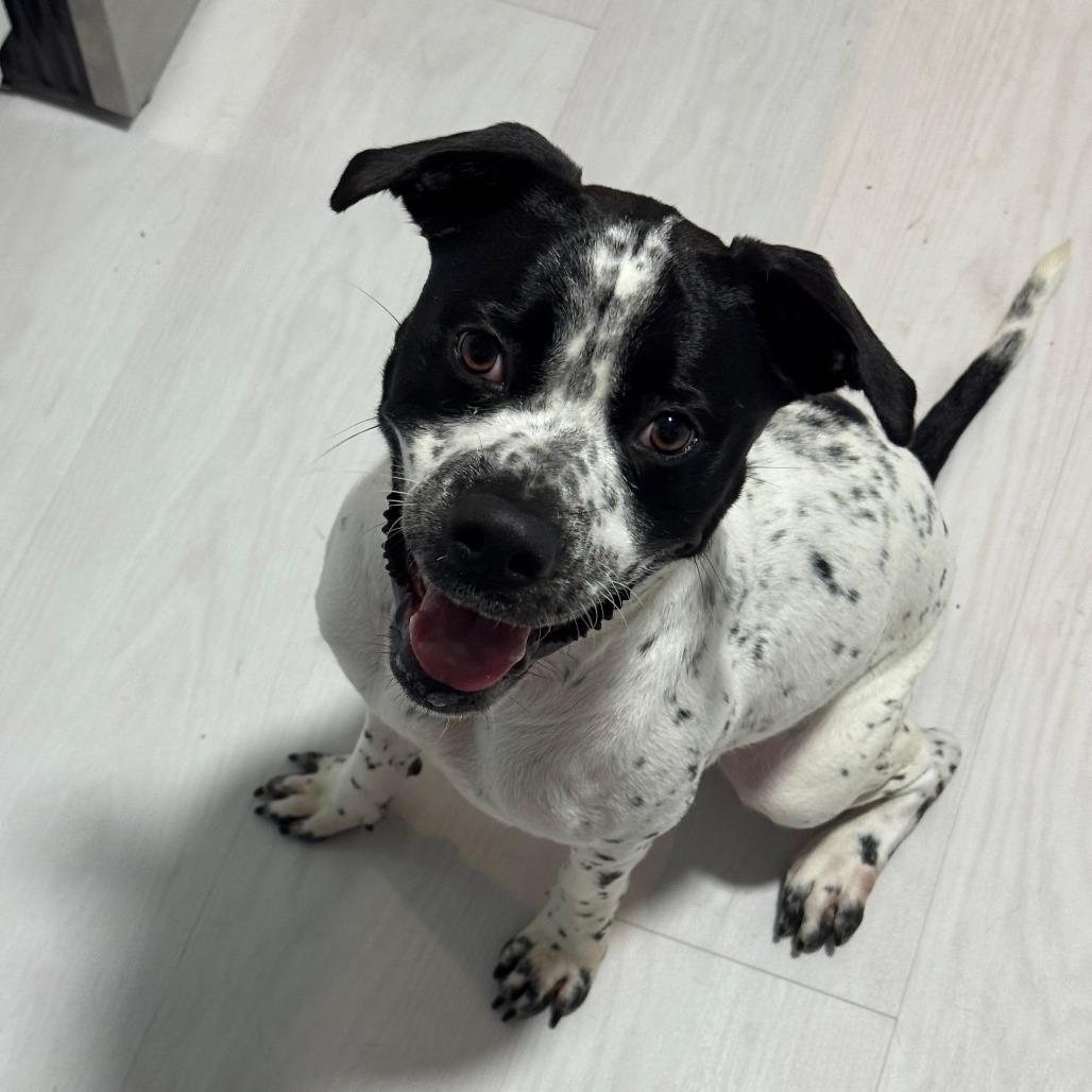 Enlarge Bessy, a Adoptable mixed breed in Merritt Island, FL image 4/6