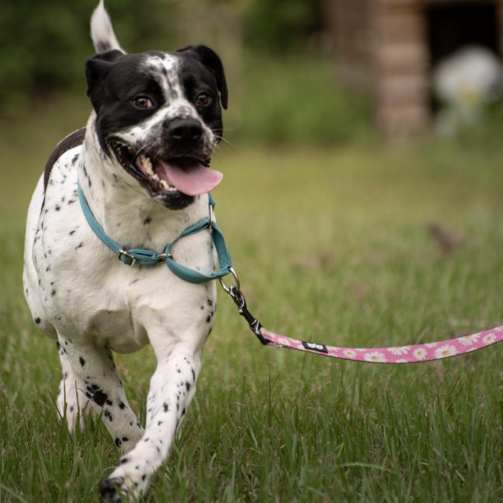 Enlarge Bessy, a Adoptable mixed breed in Merritt Island, FL image 5/6