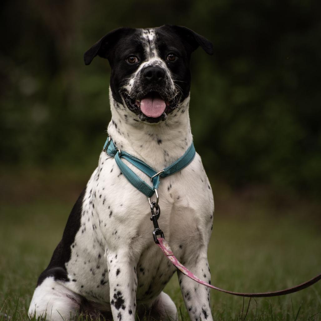 Enlarge Bessy, a Adoptable mixed breed in Merritt Island, FL image 6/6