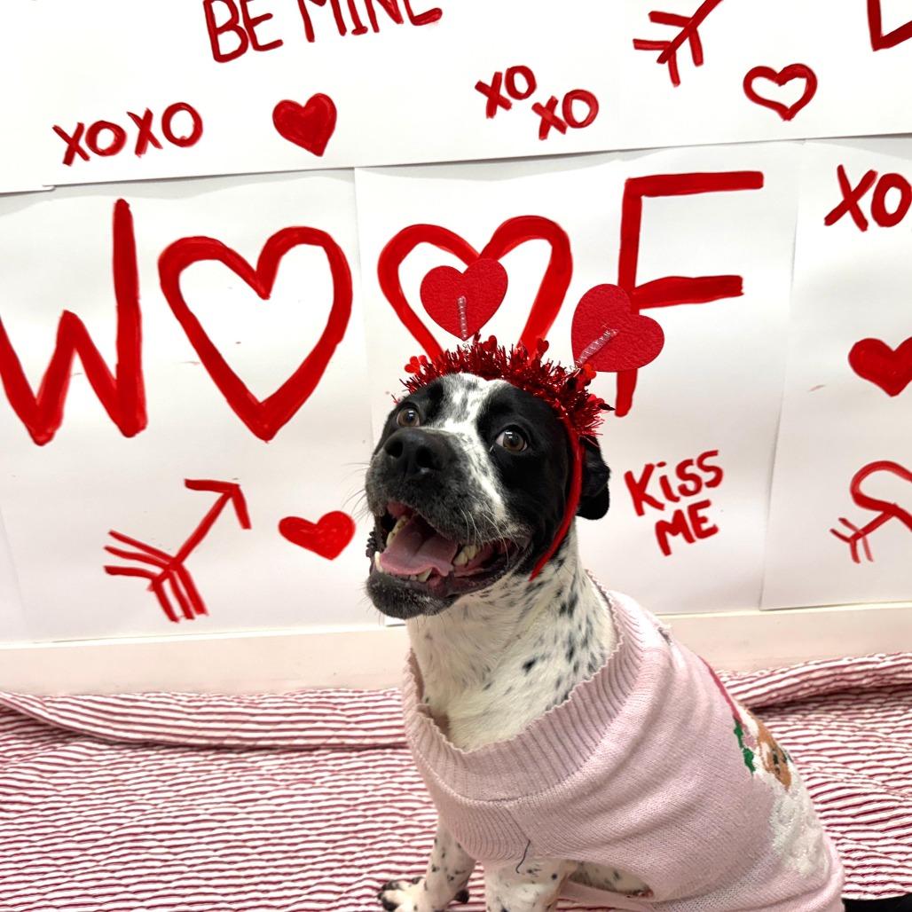 Enlarge Bessy, a Adoptable mixed breed in Merritt Island, FL image 5/6