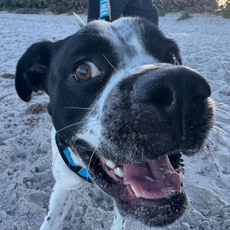 Enlarge Bessy, a Adoptable mixed breed in Merritt Island, FL image 5/6