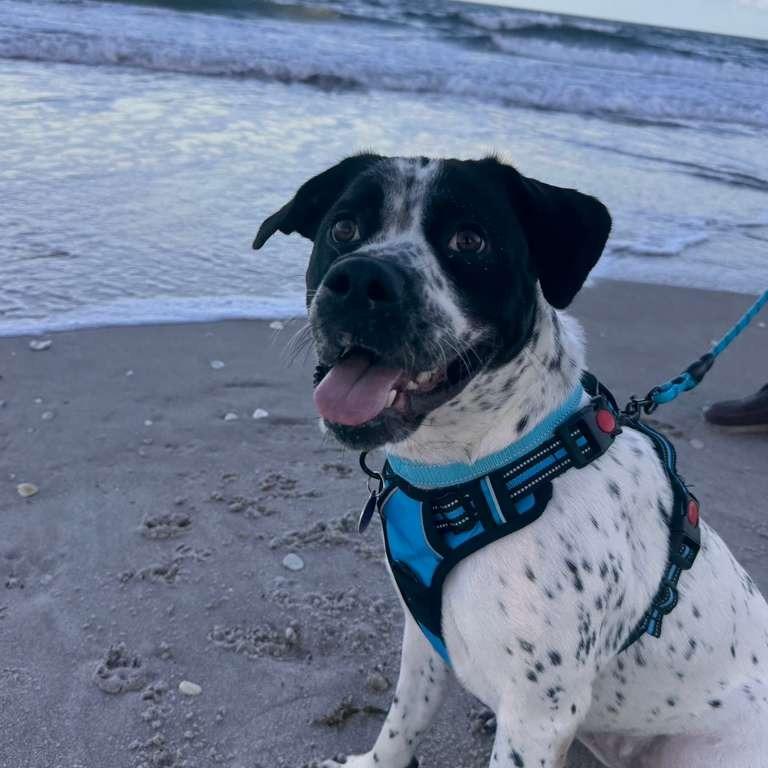 Enlarge Bessy, a Adoptable mixed breed in Merritt Island, FL image 6/6