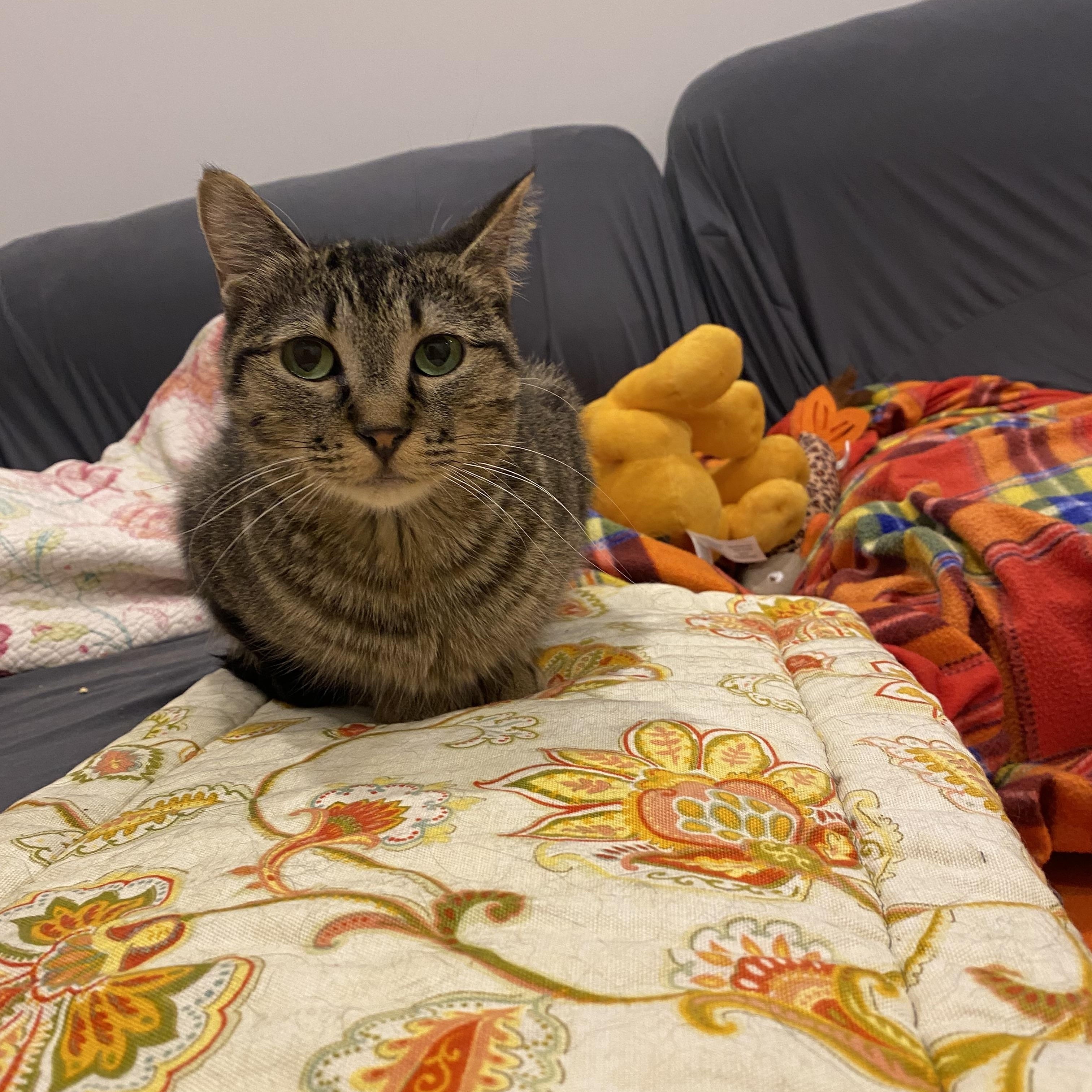 Posey, an adopted Domestic Short Hair in Calgary, AB image 2/6