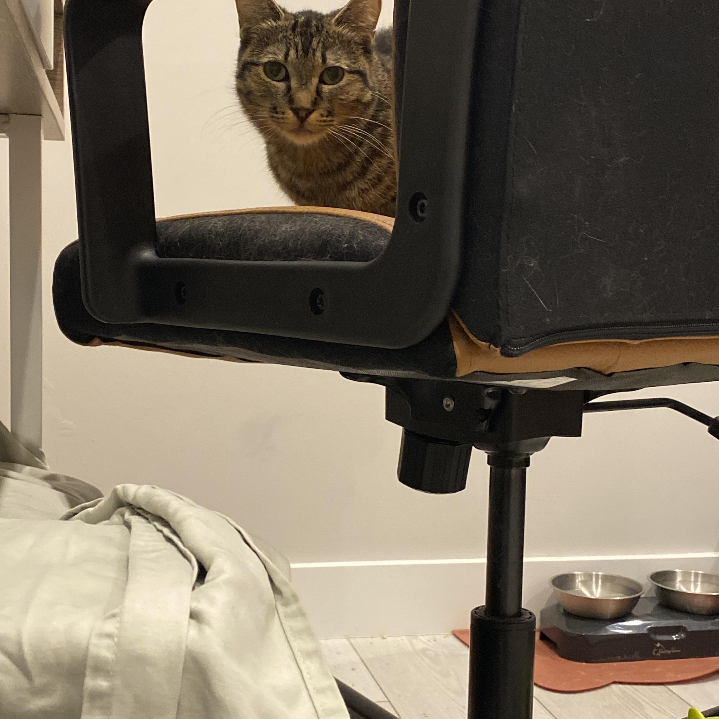 Posey, an adopted Domestic Short Hair in Calgary, AB image 4/6