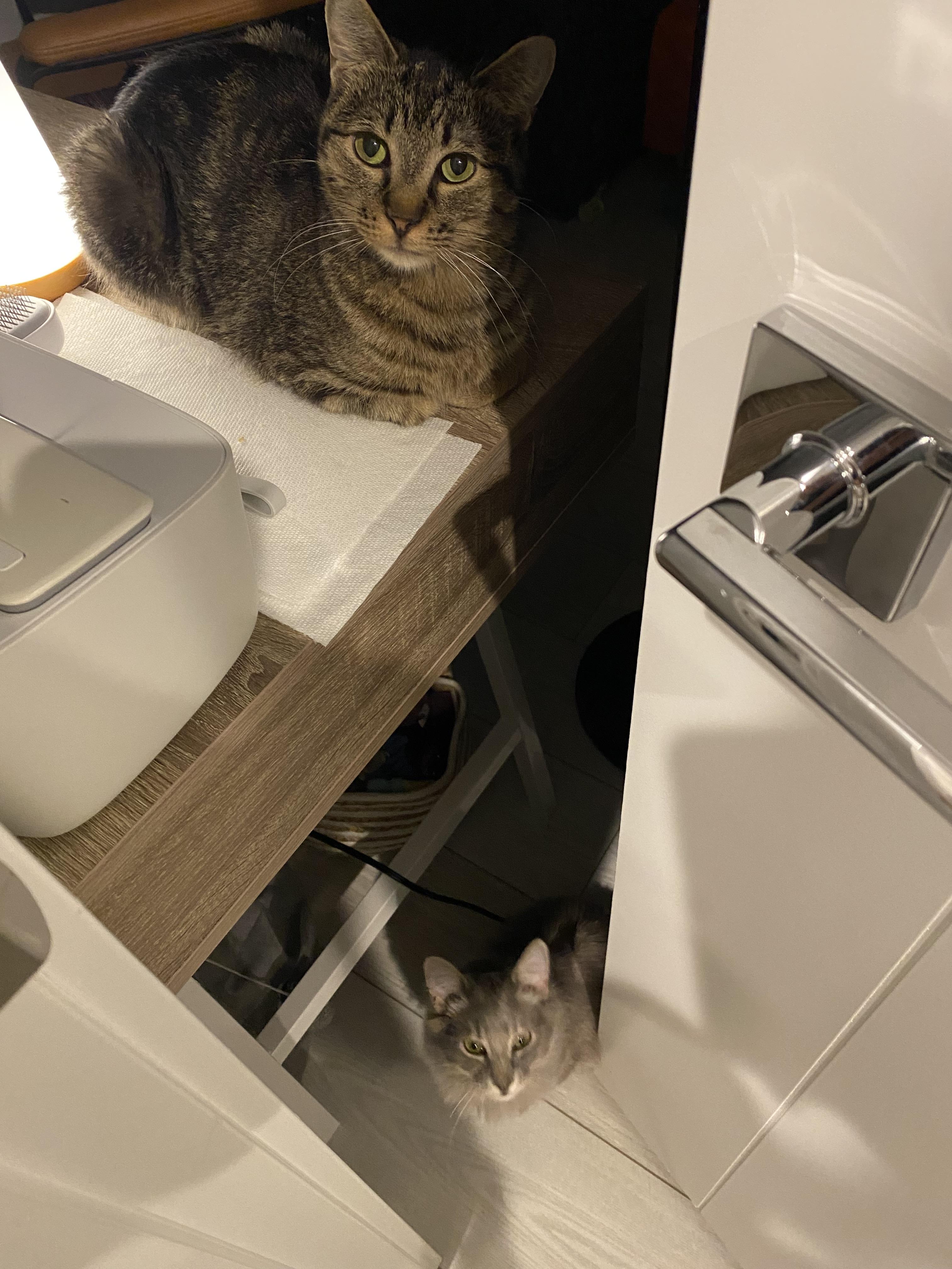 Posey, an adopted Domestic Short Hair in Calgary, AB image 6/6
