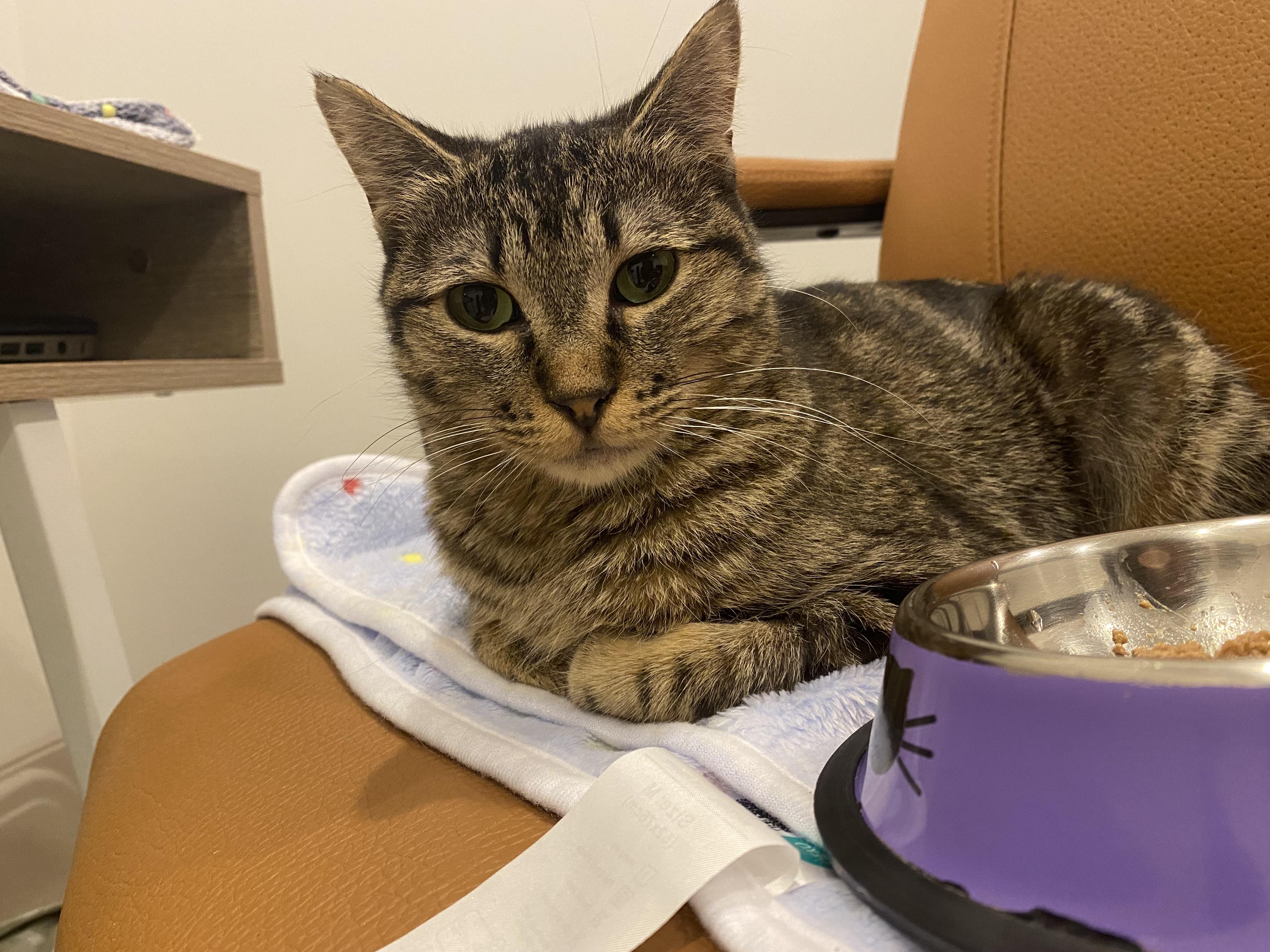 Posey, adopted, Adult Female Domestic Short Hair.