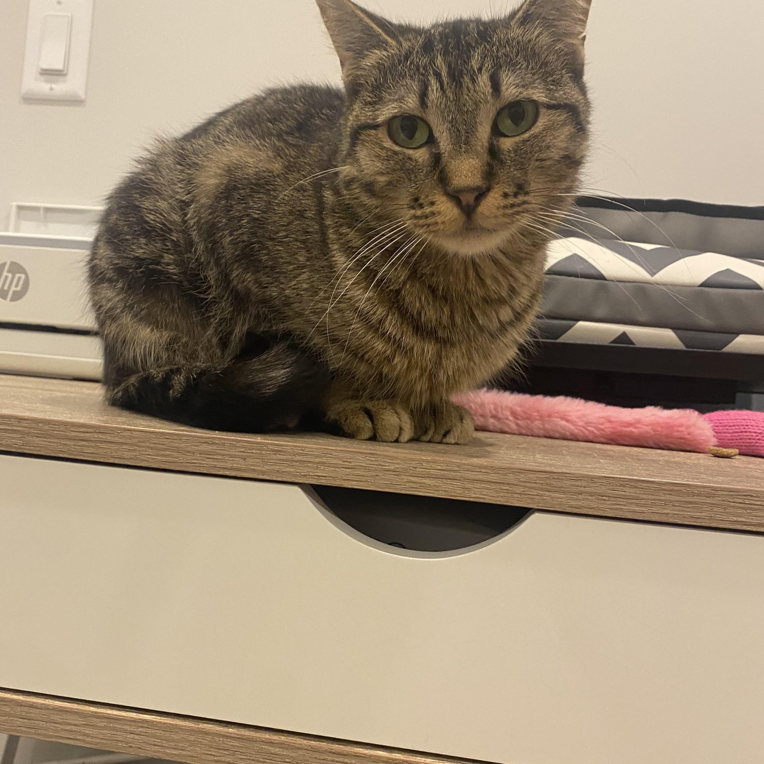 Posey, an adopted Domestic Short Hair in Calgary, AB image 3/6