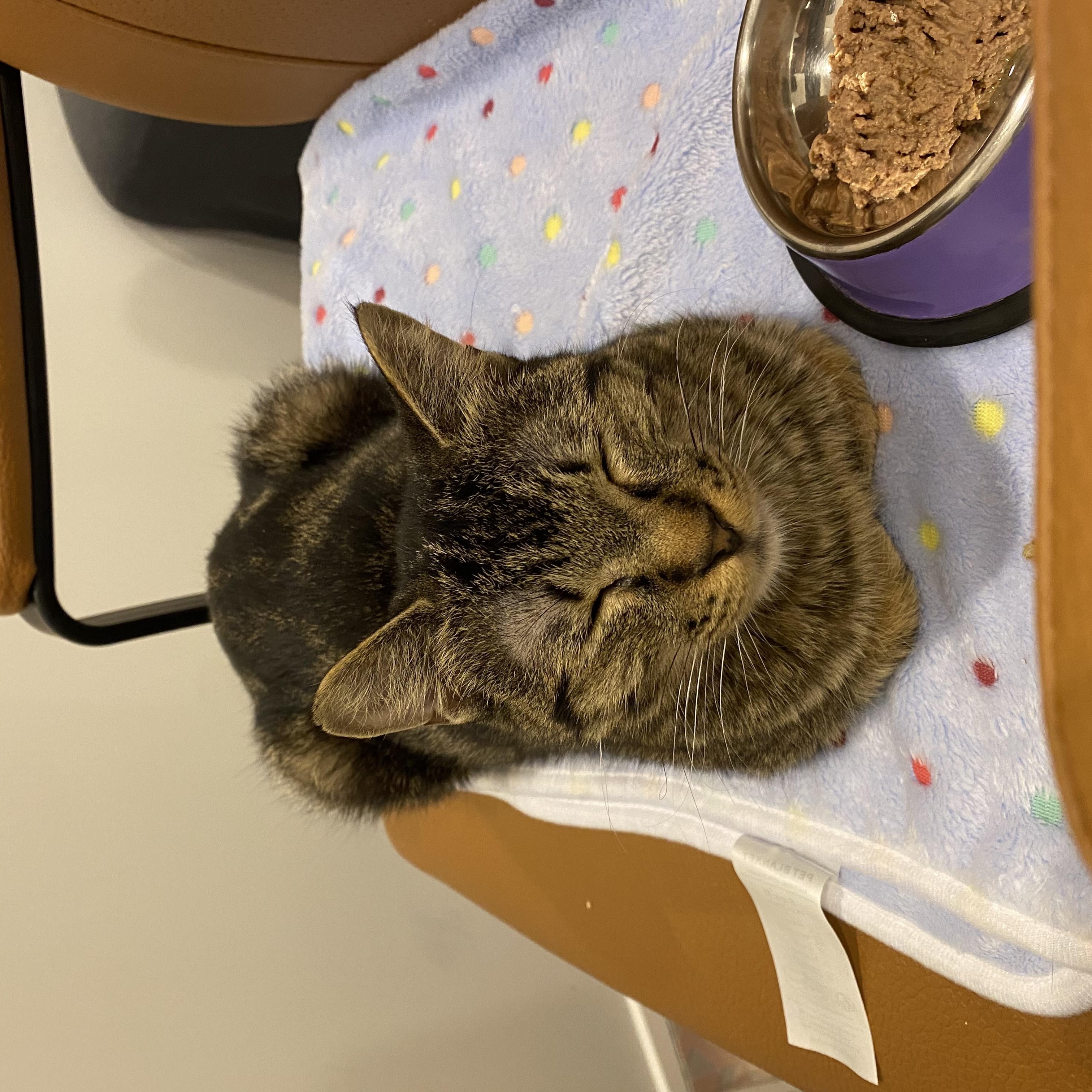 Posey, an adopted Domestic Short Hair in Calgary, AB image 5/6