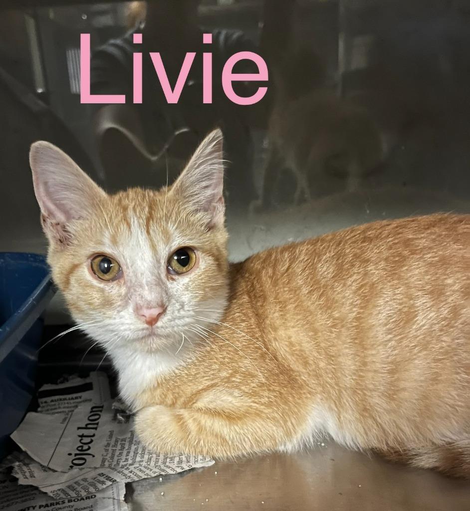 Enlarge Livie, a Adoptable mixed breed in Princeton, IN image 1/1