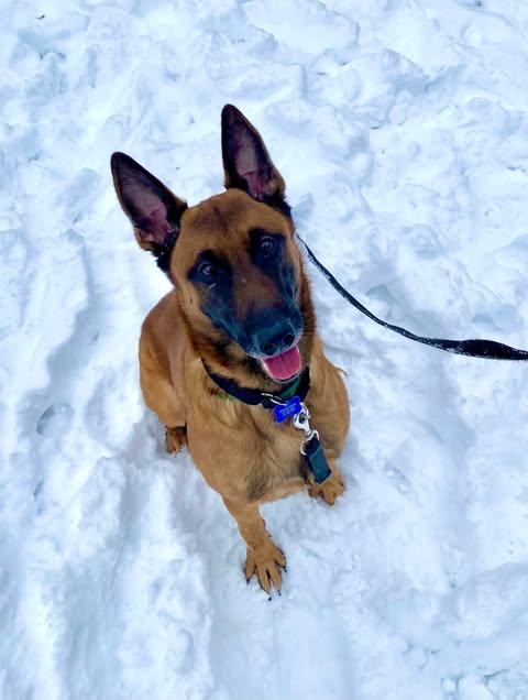 Enlarge River, an adopted Belgian Shepherd / Malinois in Greeneville, TN image 3/6