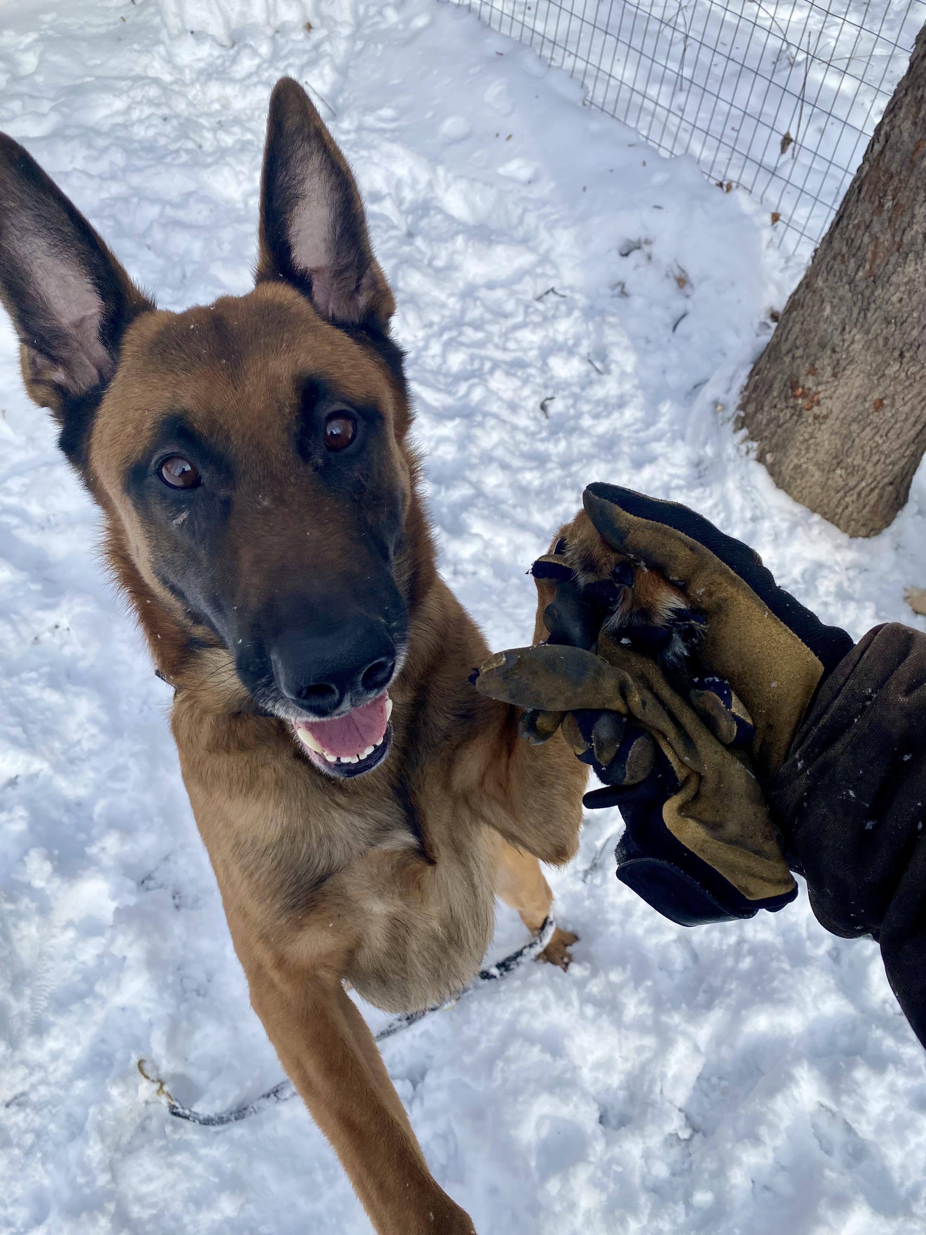 River, adopted, Adult Male Belgian Shepherd / Malinois.