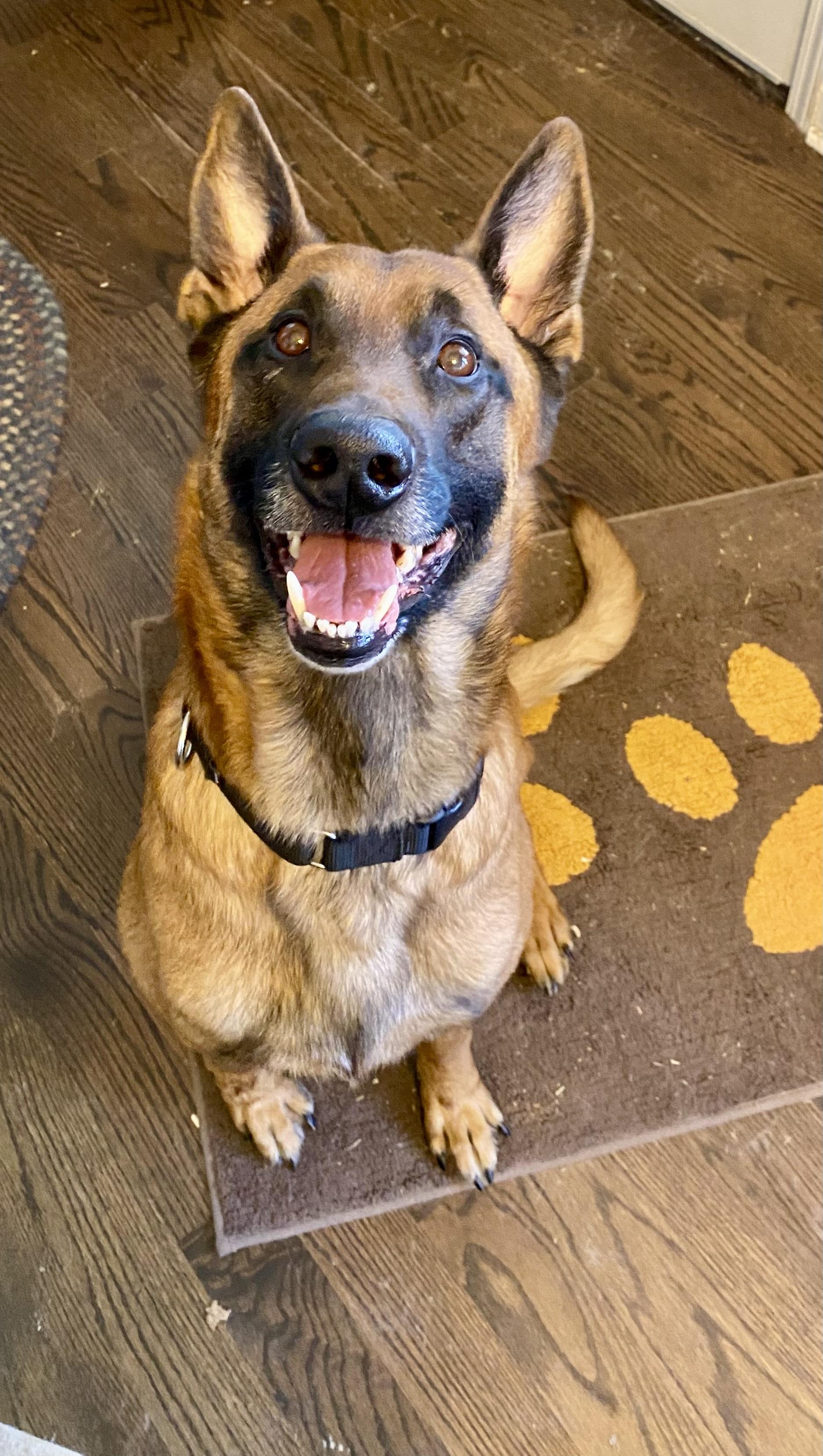 Enlarge River, an adopted Belgian Shepherd / Malinois in Greeneville, TN image 5/6