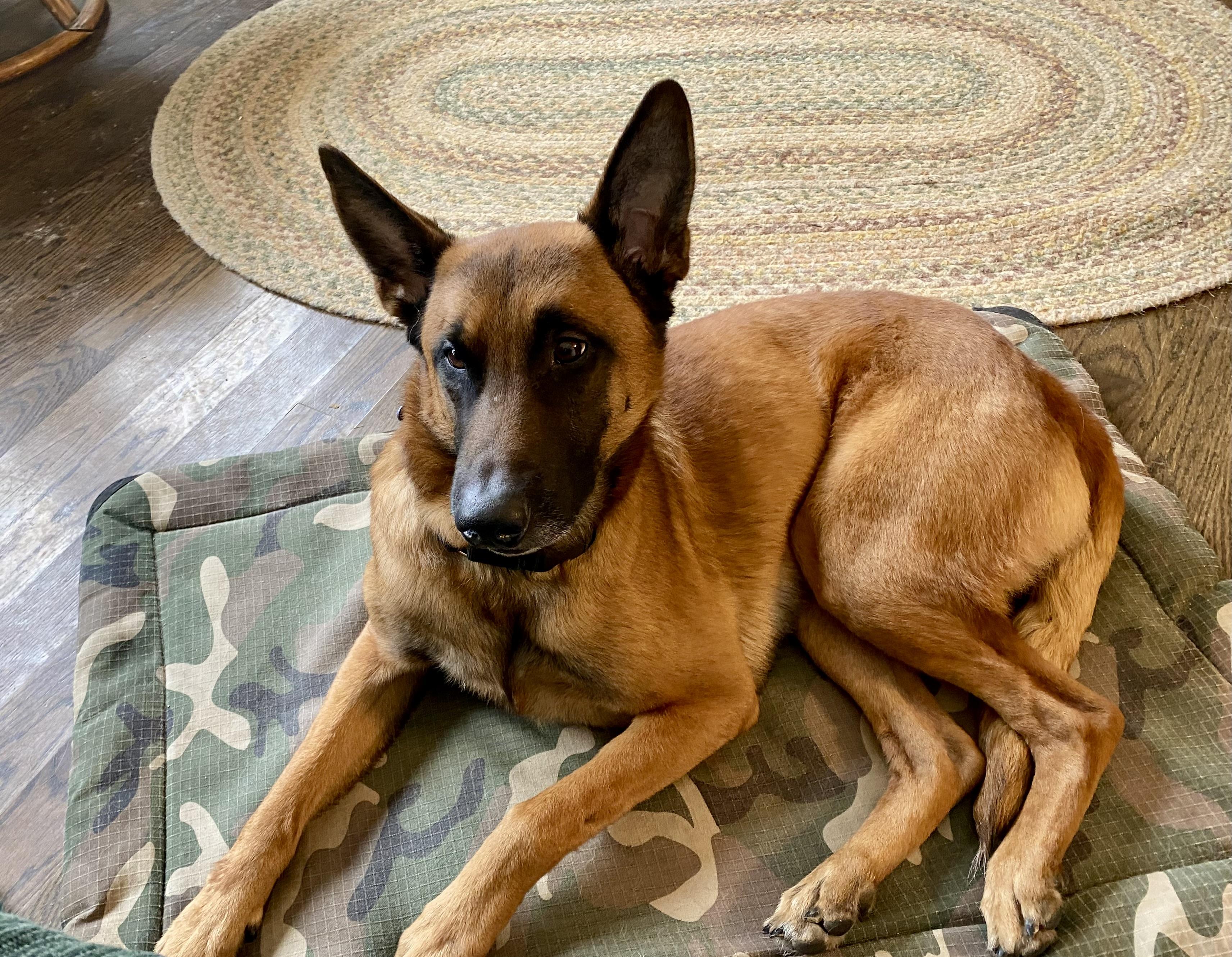 Enlarge River, an adopted Belgian Shepherd / Malinois in Greeneville, TN image 2/6