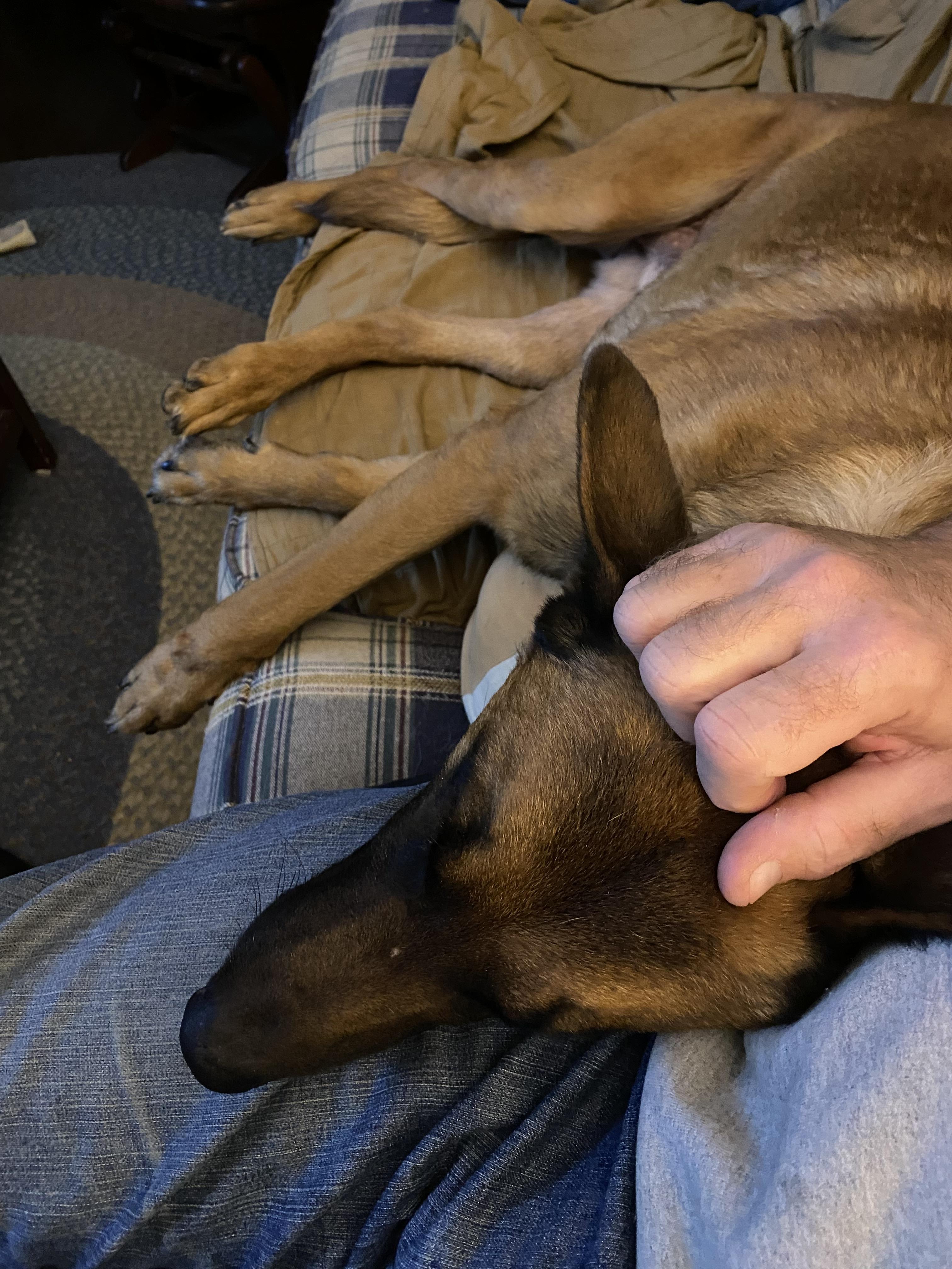 Enlarge River, an adopted Belgian Shepherd / Malinois in Greeneville, TN image 6/6