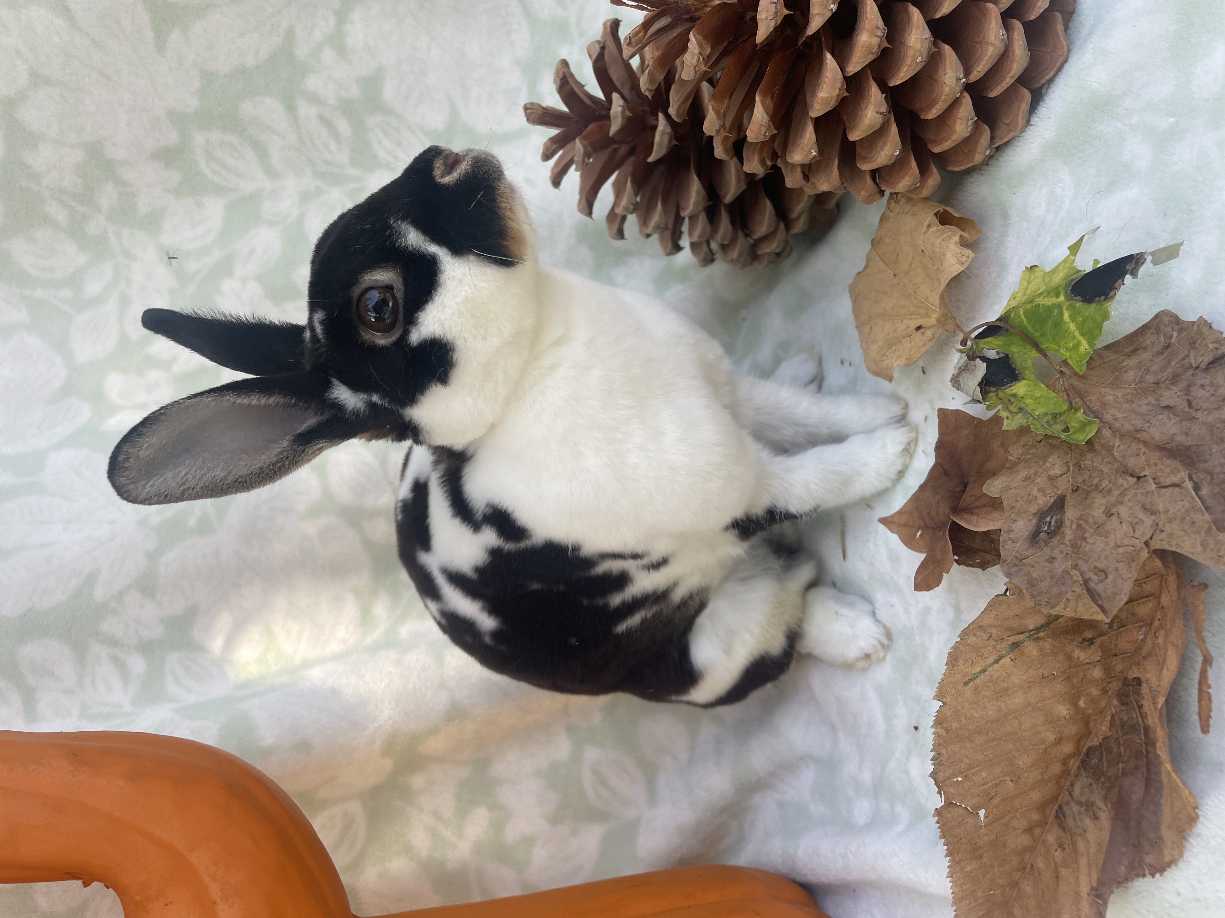 Elsa, Adoptable, Adult Female Mini Rex.