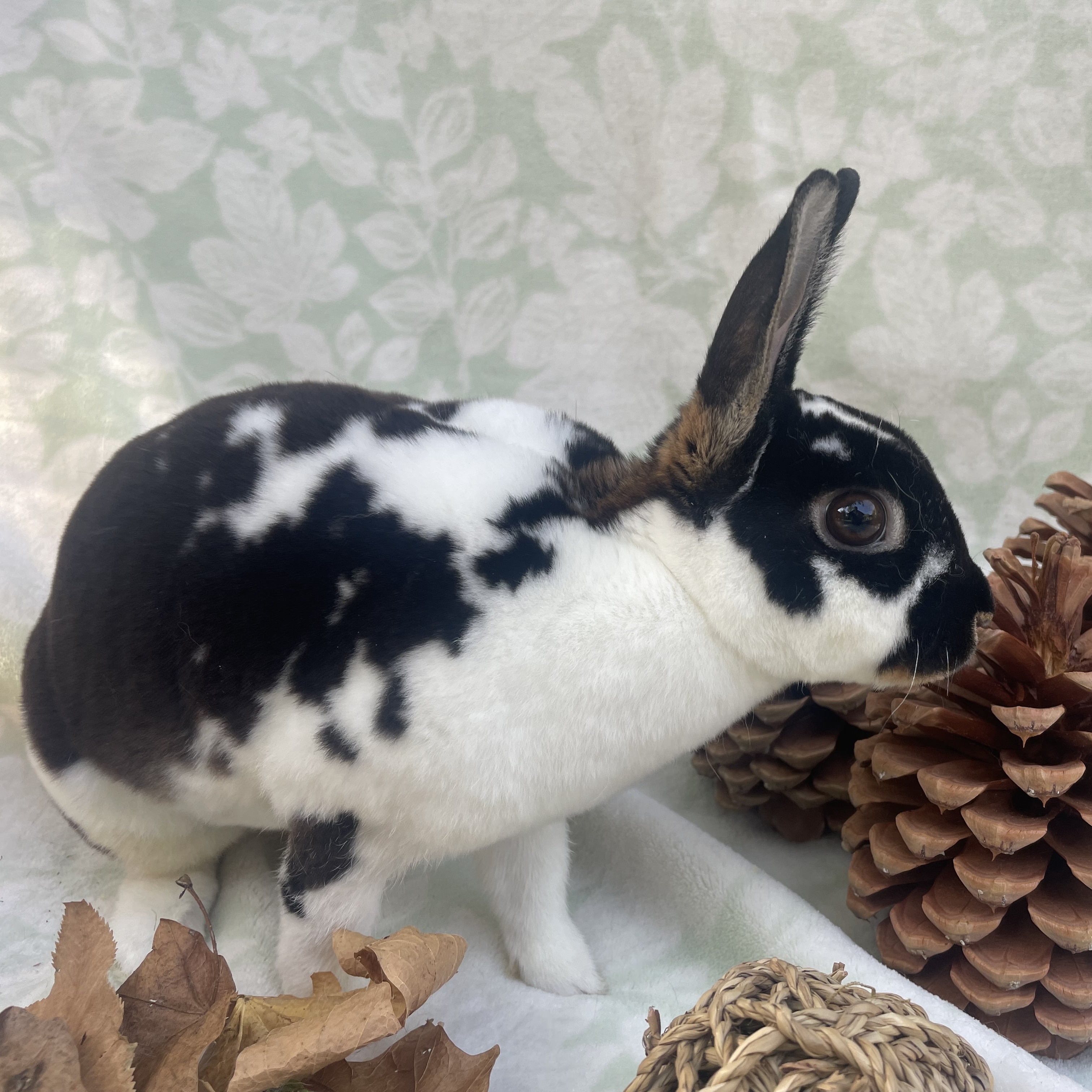 Elsa, a Adoptable mixed breed in Indianapolis, IN image 6/6