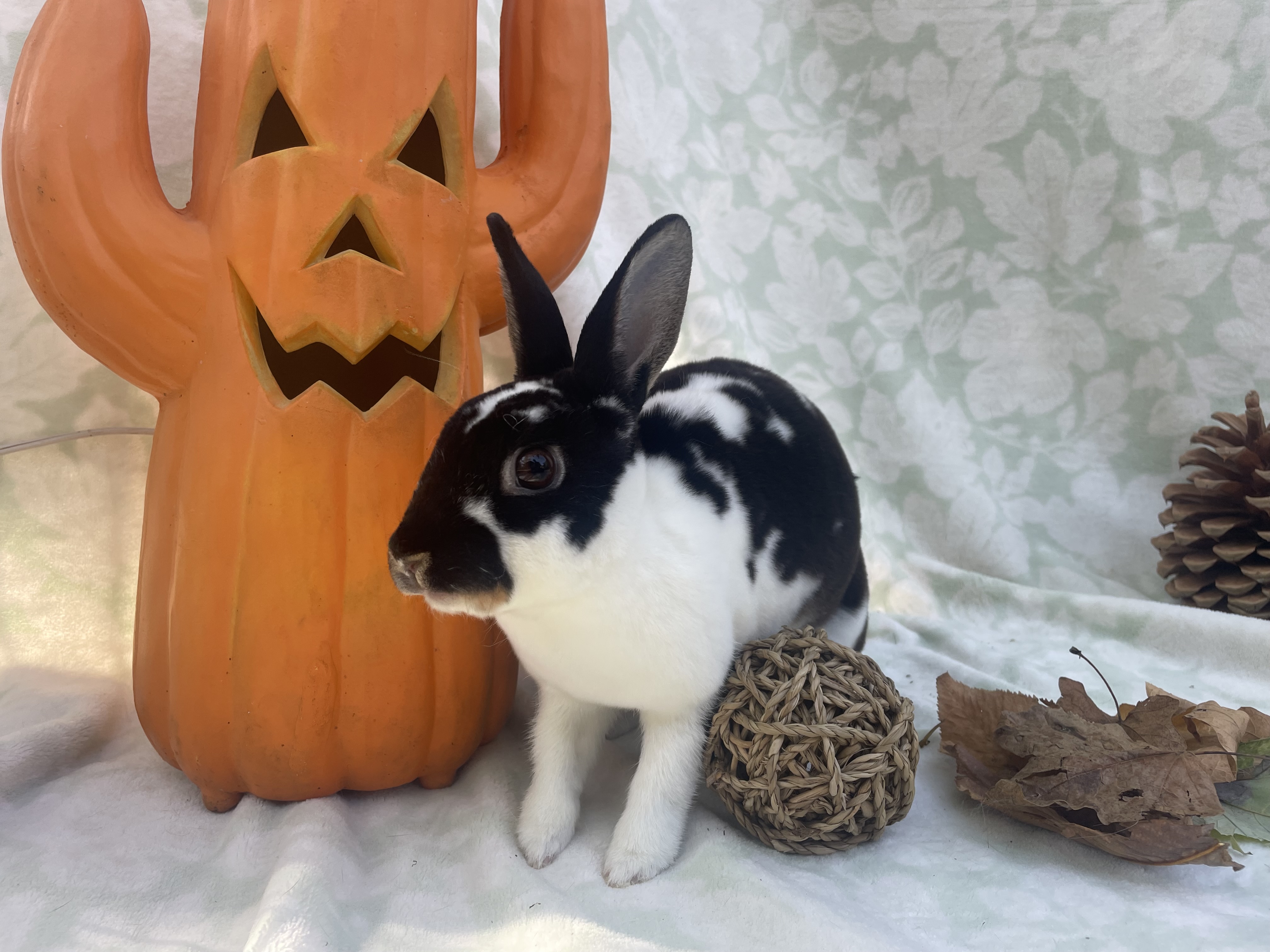 Elsa, a Adoptable mixed breed in Indianapolis, IN image 2/6