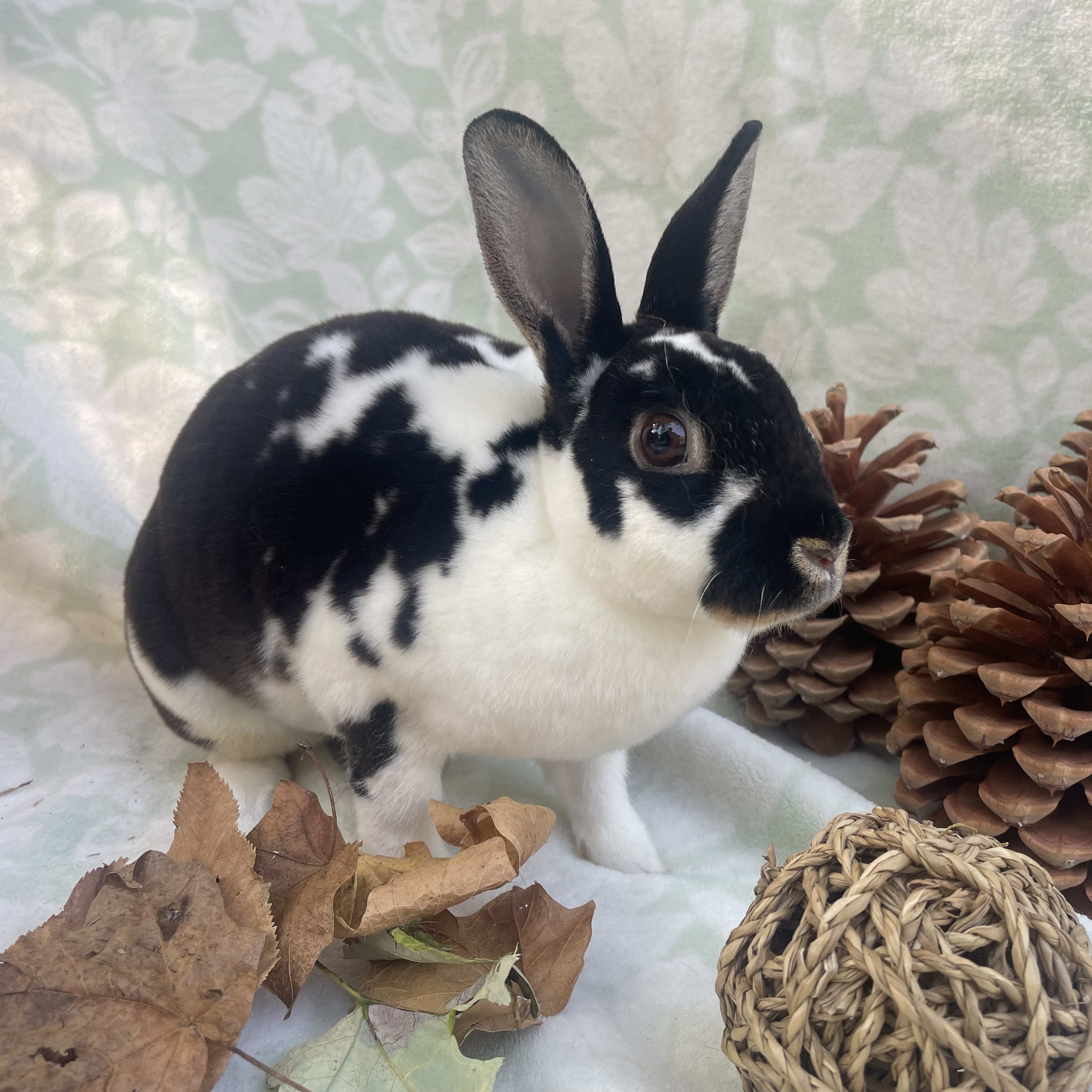 Elsa, a Adoptable mixed breed in Indianapolis, IN image 5/6