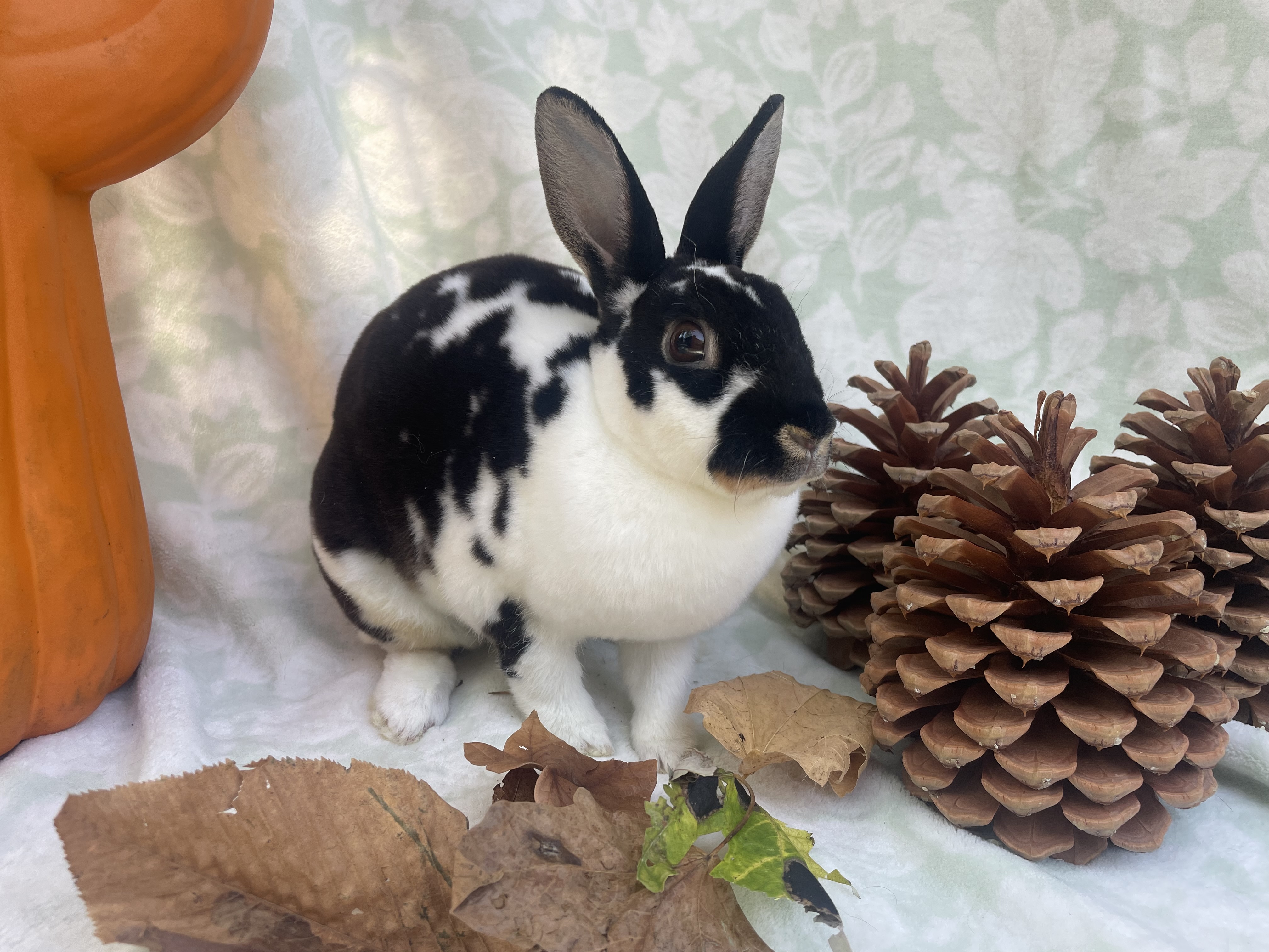 Elsa, a Adoptable mixed breed in Indianapolis, IN image 3/6