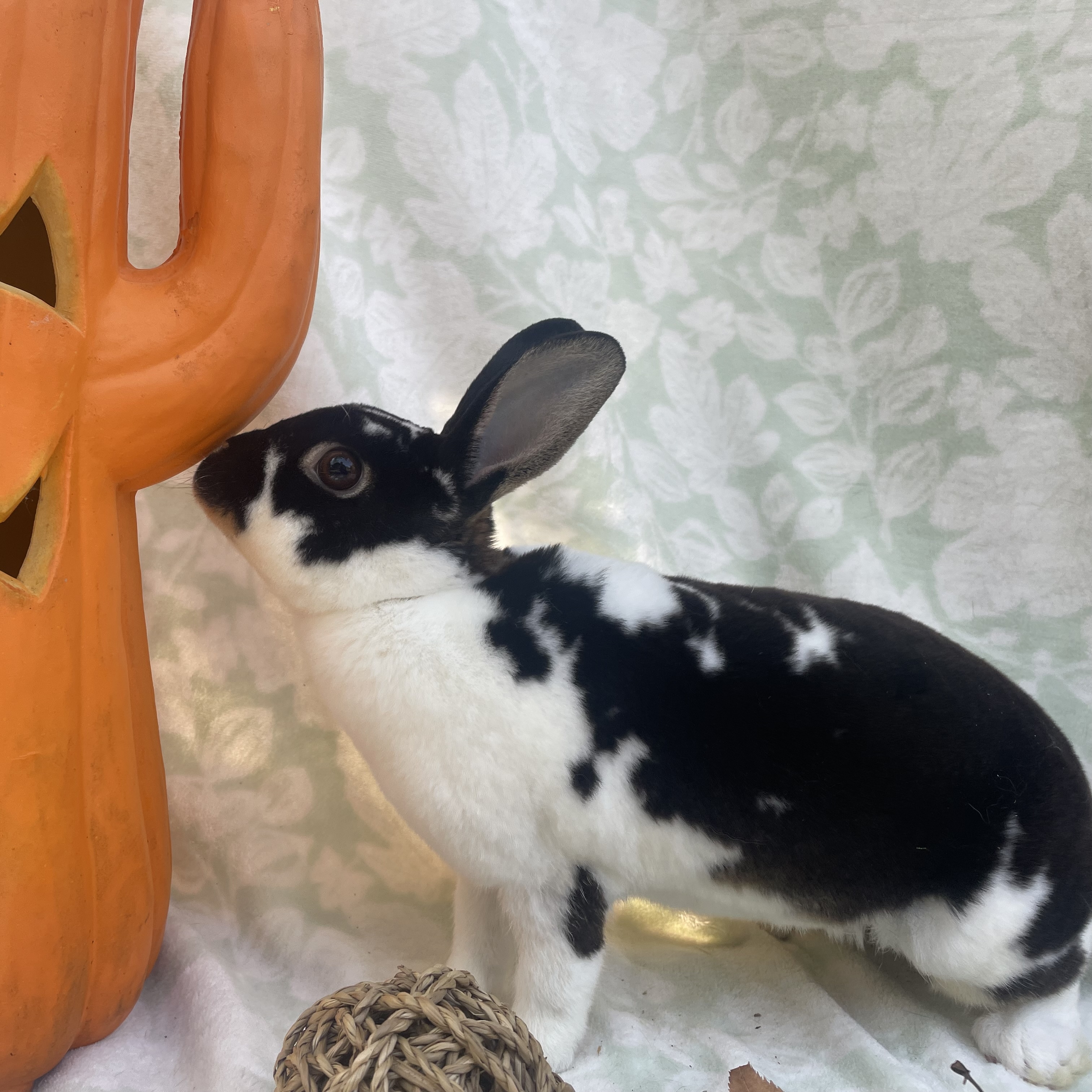 Elsa, a Adoptable mixed breed in Indianapolis, IN image 4/6