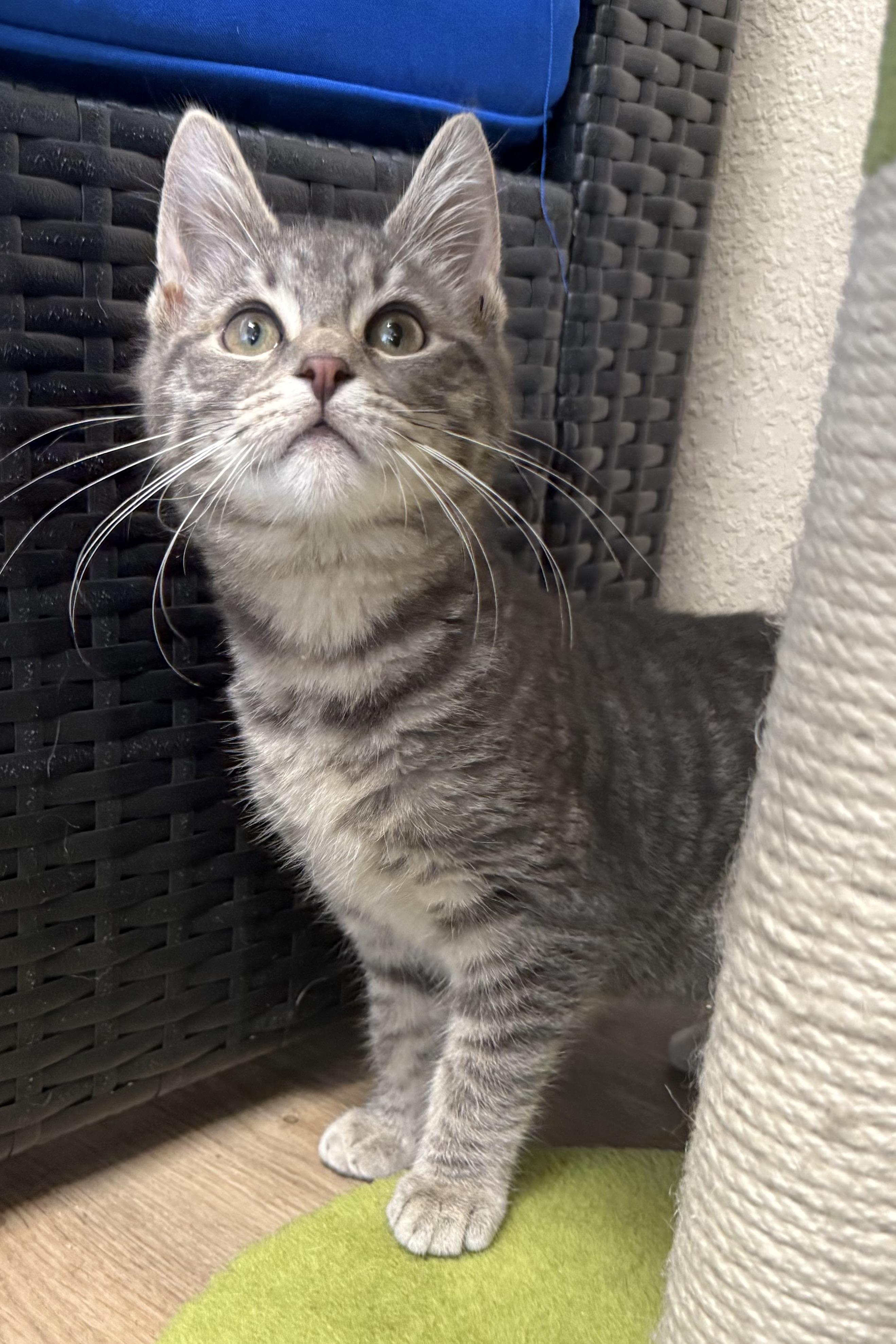 Enlarge Bluejay, a ADOPTABLE Domestic Short Hair in Plant City, FL image 1/2