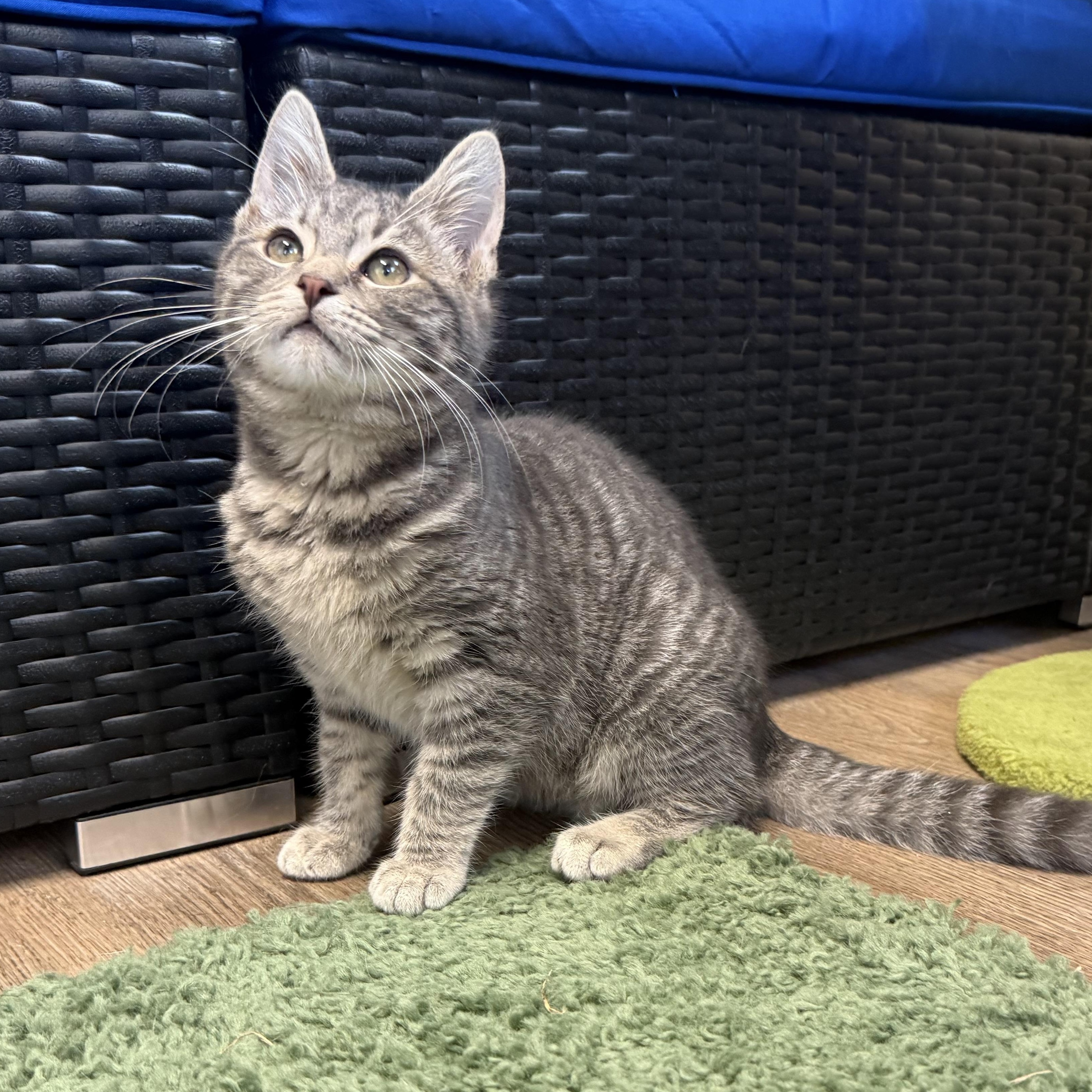 Enlarge Bluejay, a ADOPTABLE Domestic Short Hair in Plant City, FL image 2/2