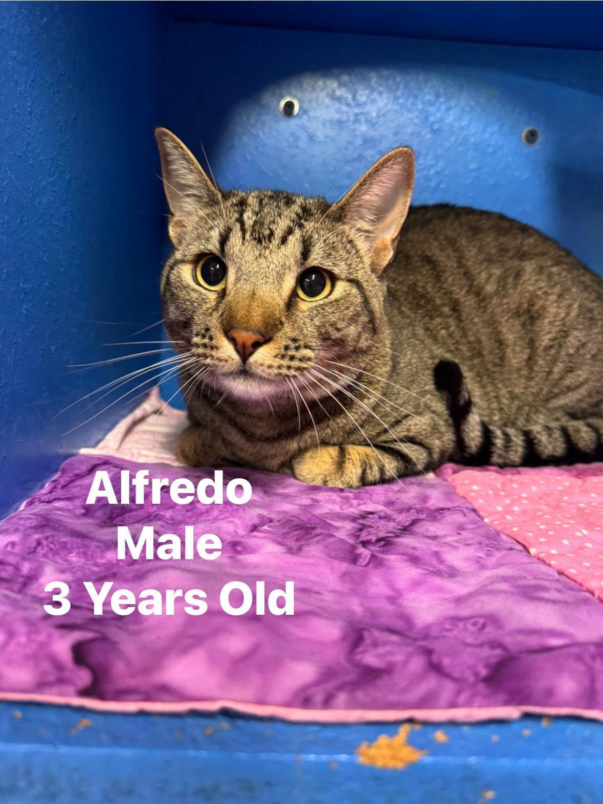 Alfredo, ADOPTABLE, Adult Male Domestic Short Hair.
