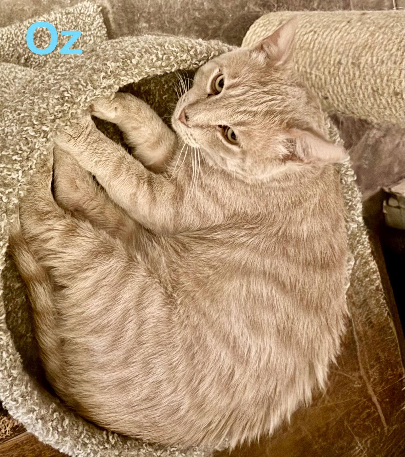 Oz, Adoptable, Adult Male Domestic Short Hair.