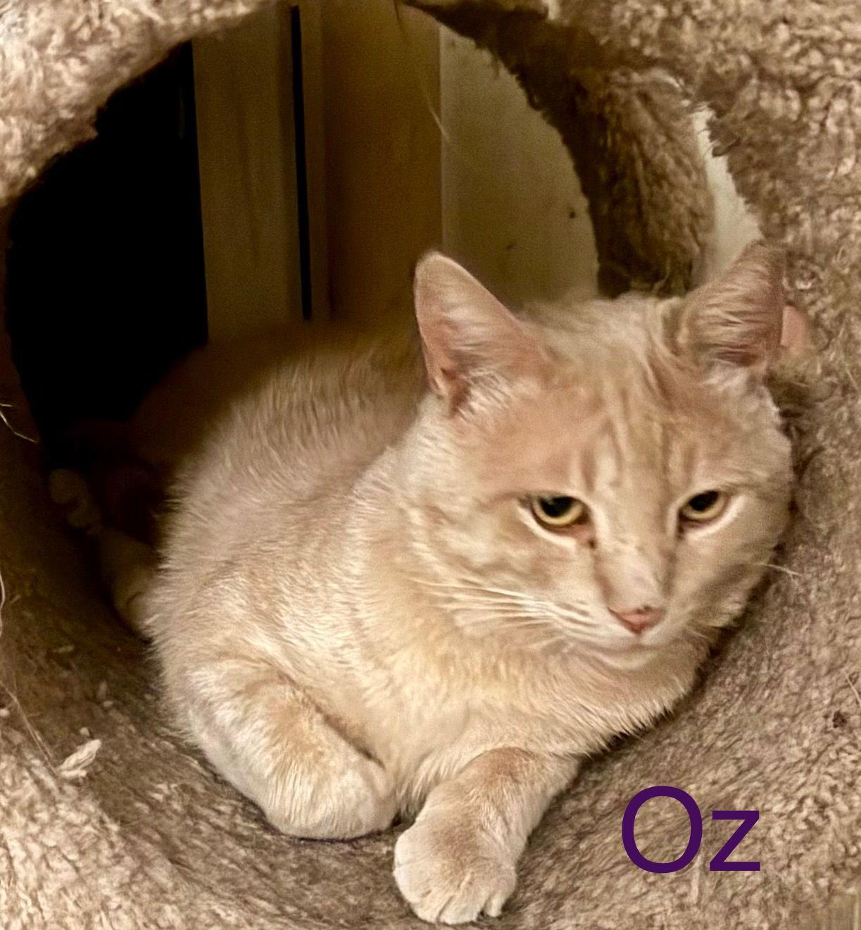 Enlarge Oz, a Adoptable Domestic Short Hair in Glendale, AZ image 2/2