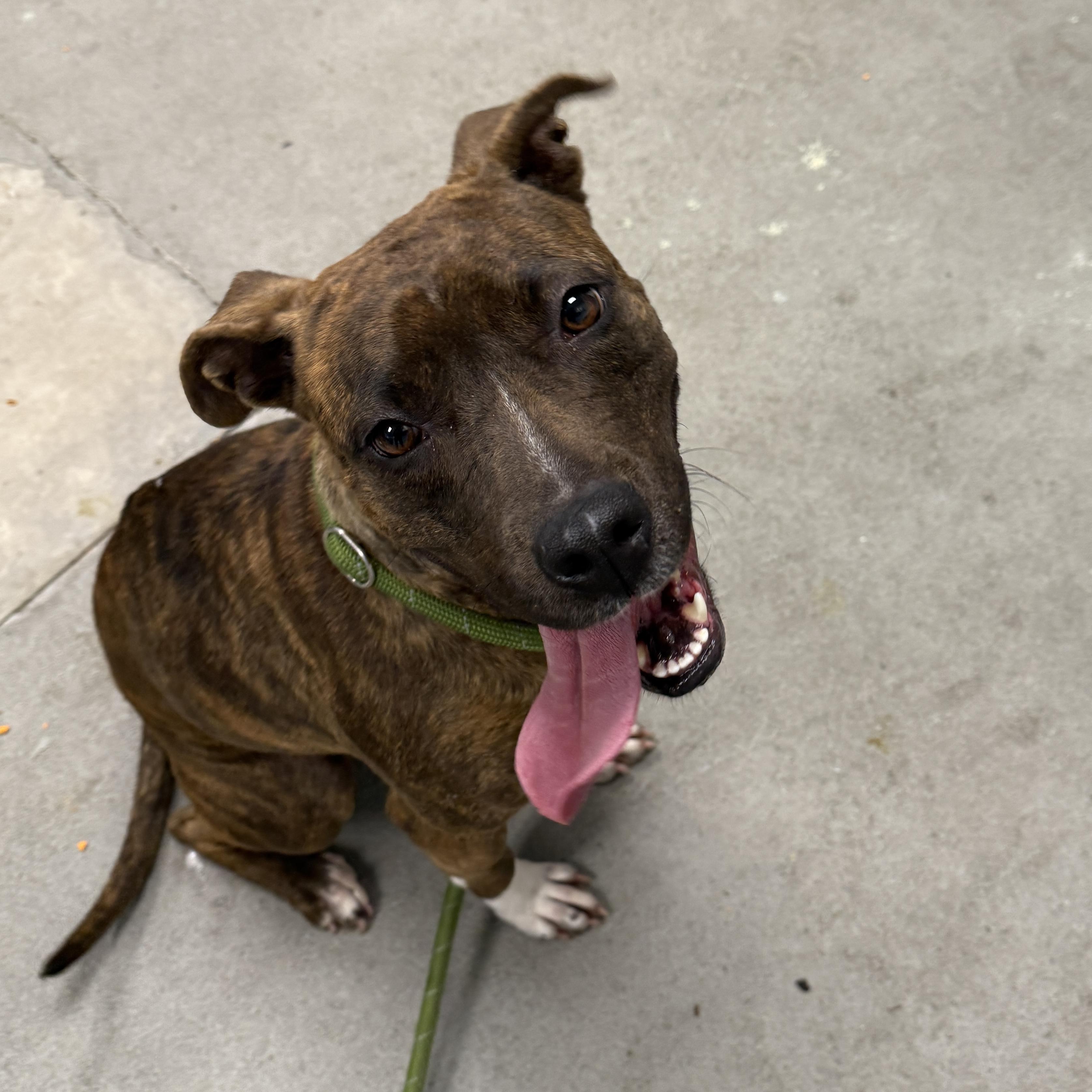 Enlarge Mango, a ADOPTABLE Pit Bull Terrier in Urbana, IL image 2/3