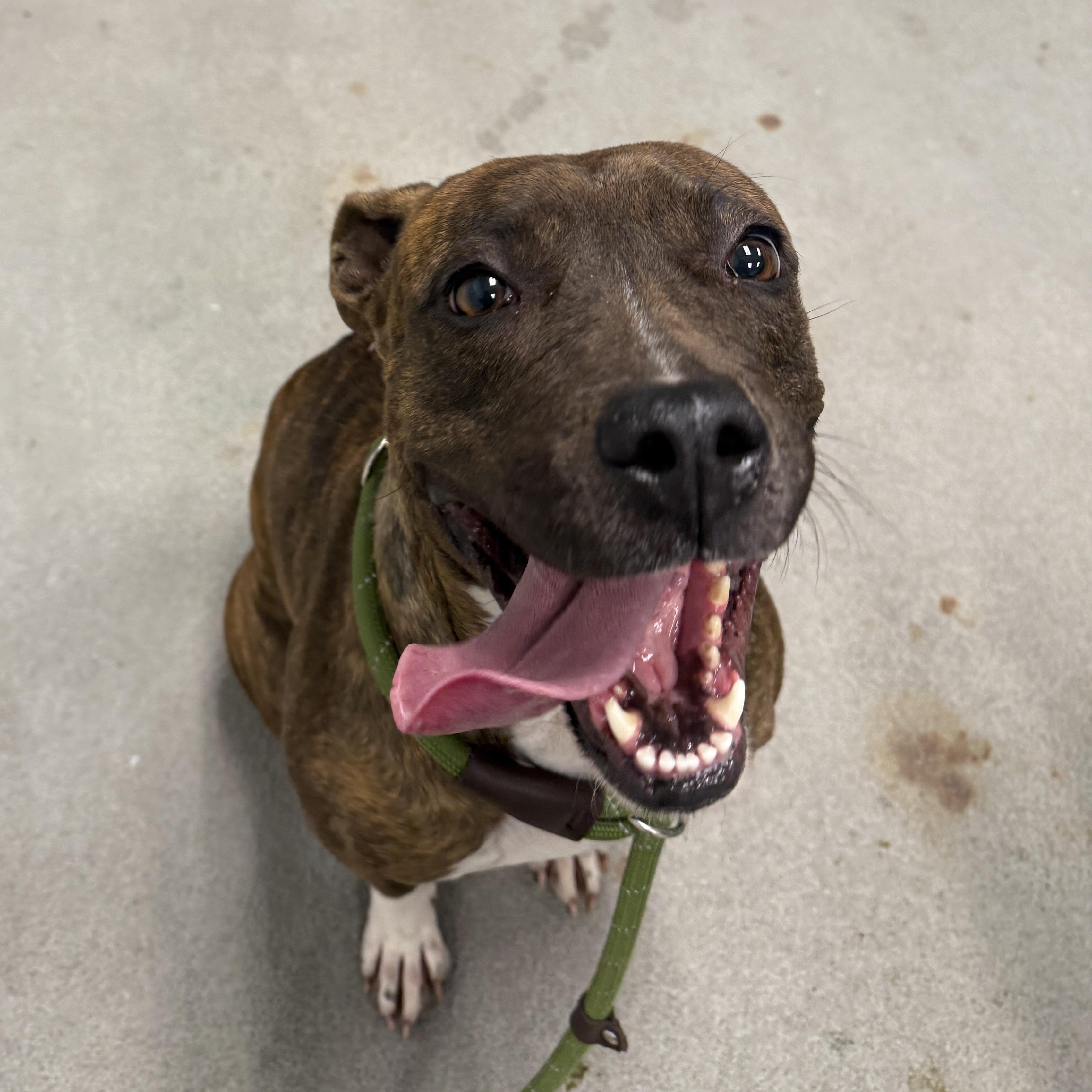 Enlarge Mango, a ADOPTABLE Pit Bull Terrier in Urbana, IL image 1/3