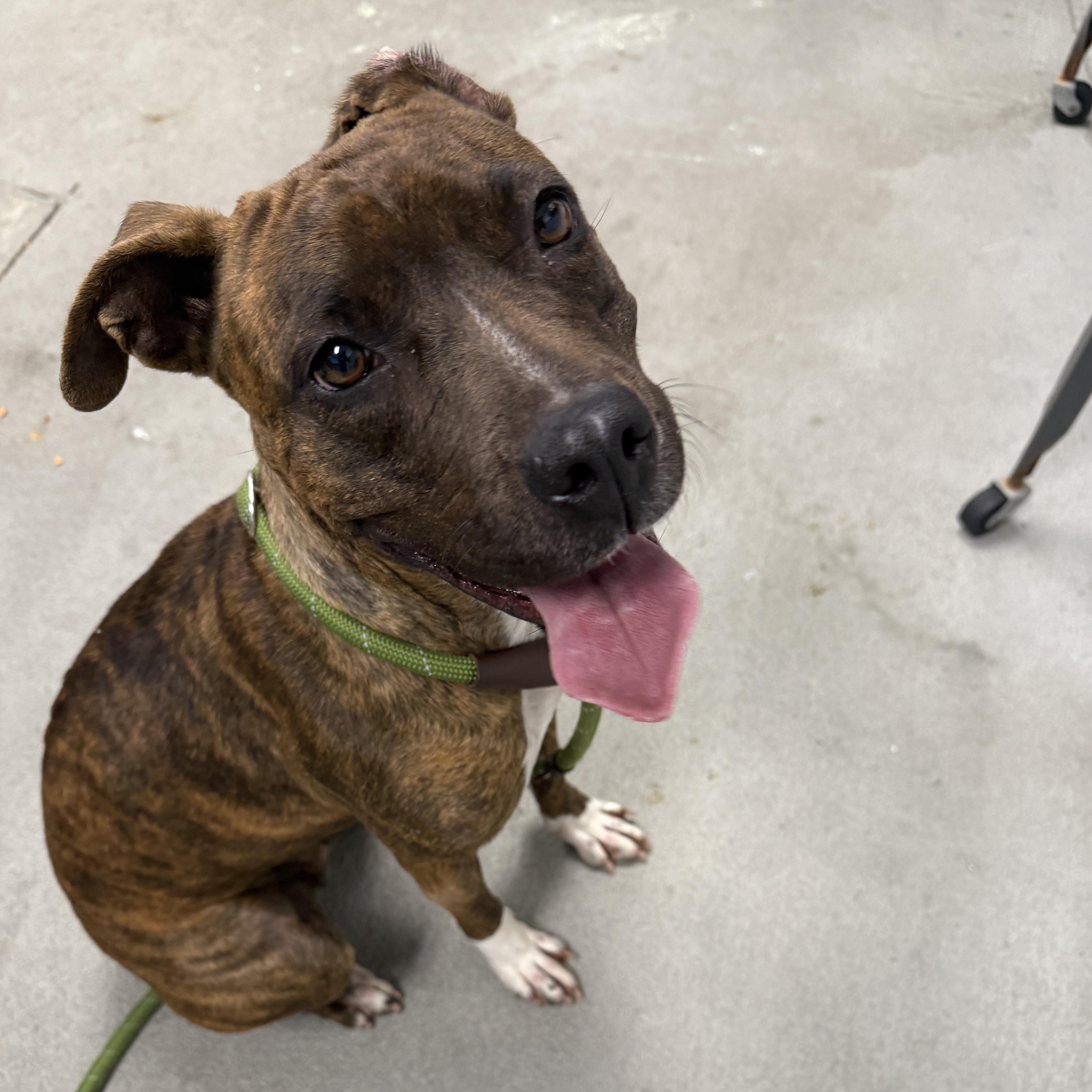 Enlarge Mango, a ADOPTABLE Pit Bull Terrier in Urbana, IL image 3/3